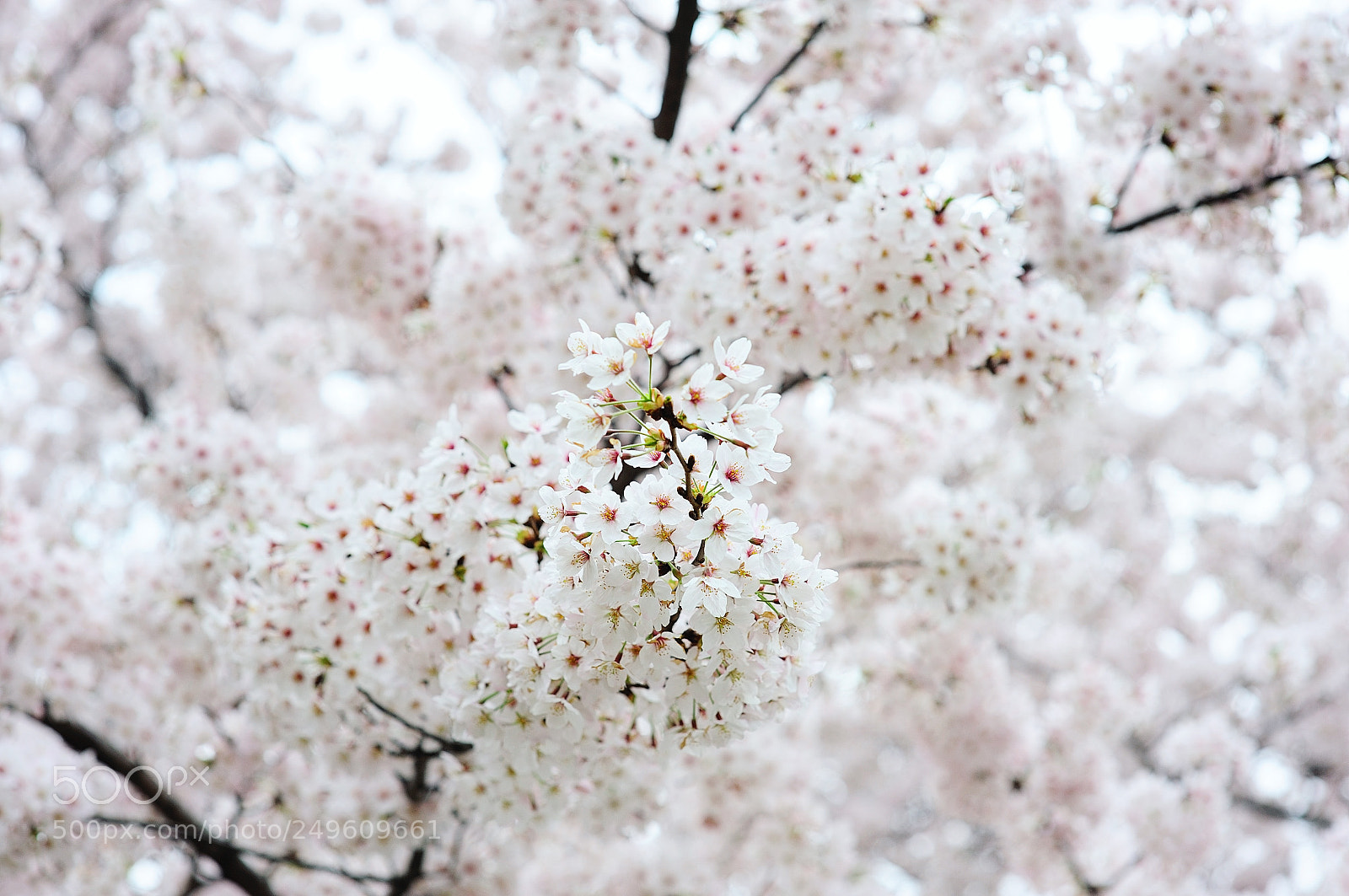 Nikon D700 sample photo. Untitled photography