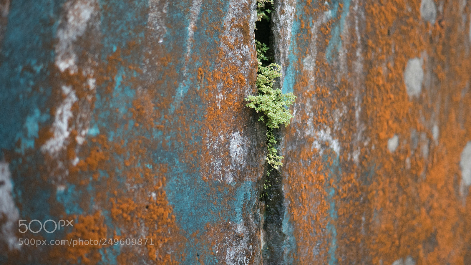 Panasonic Lumix DMC-GX85 (Lumix DMC-GX80 / Lumix DMC-GX7 Mark II) sample photo. Colorfull life photography