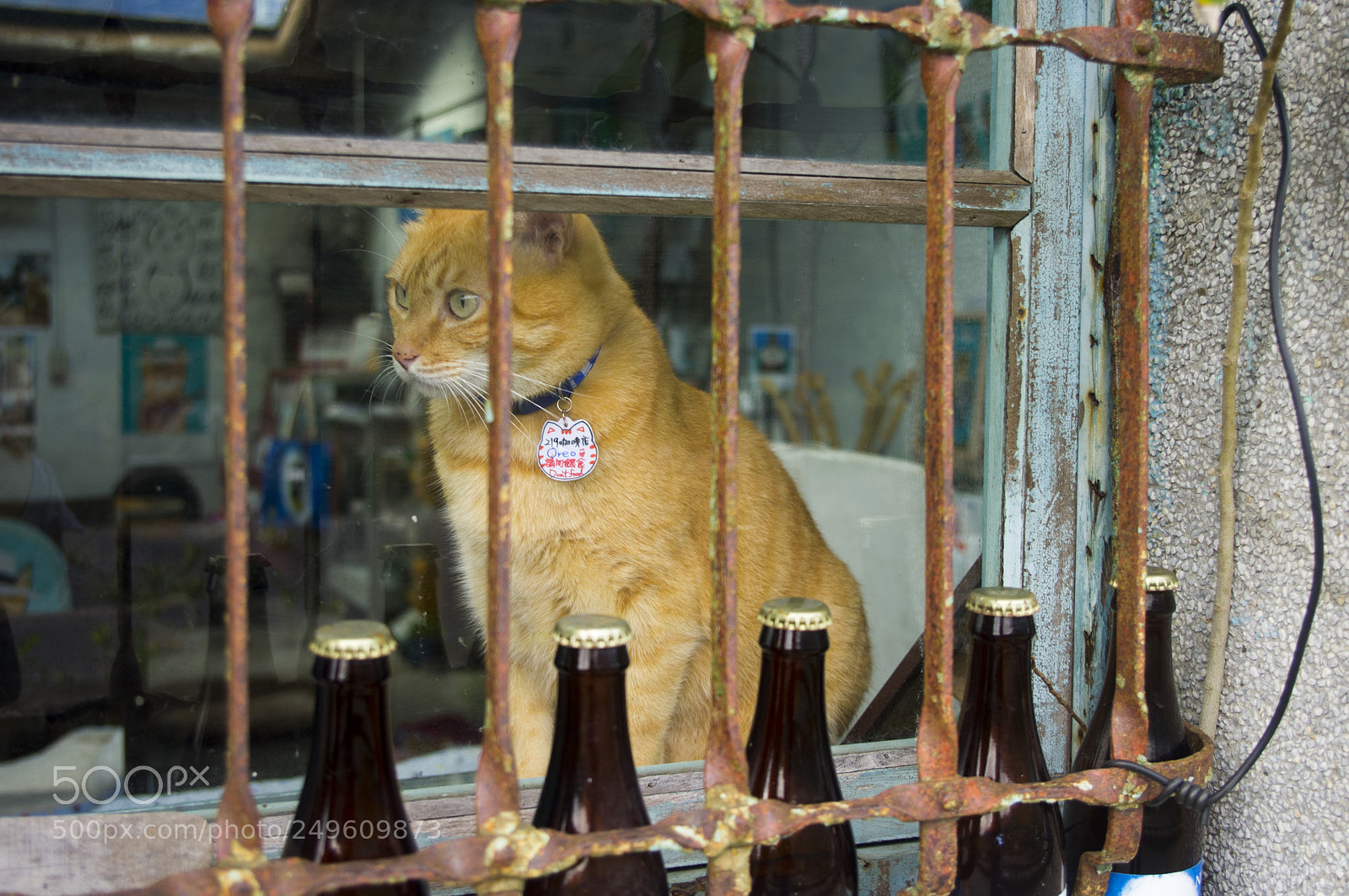 Pentax K-r sample photo. Cat photography