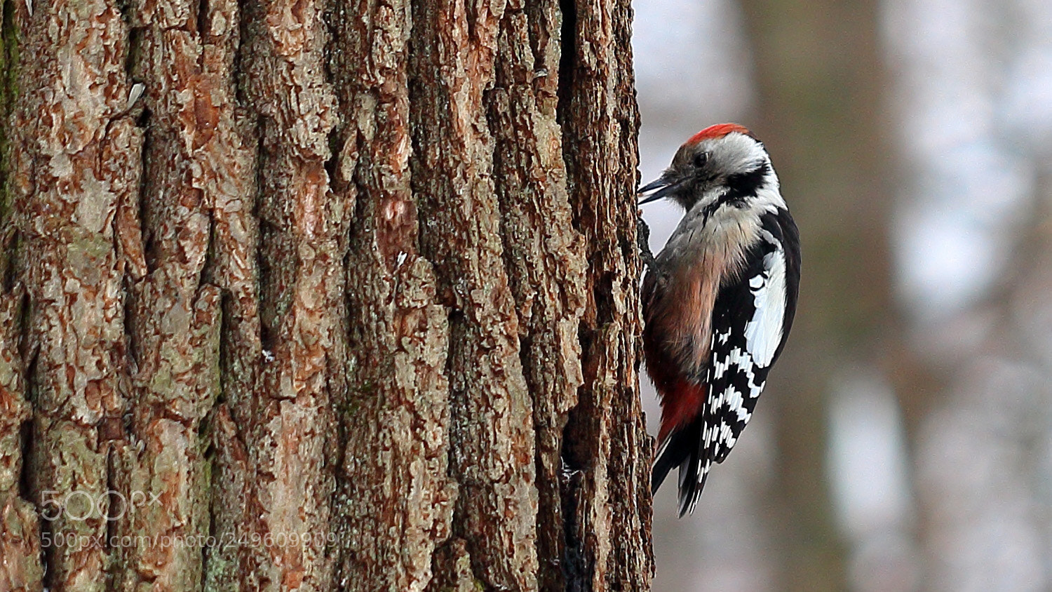 Canon EOS 100D (EOS Rebel SL1 / EOS Kiss X7) sample photo. Lesser spotted woodpecker photography