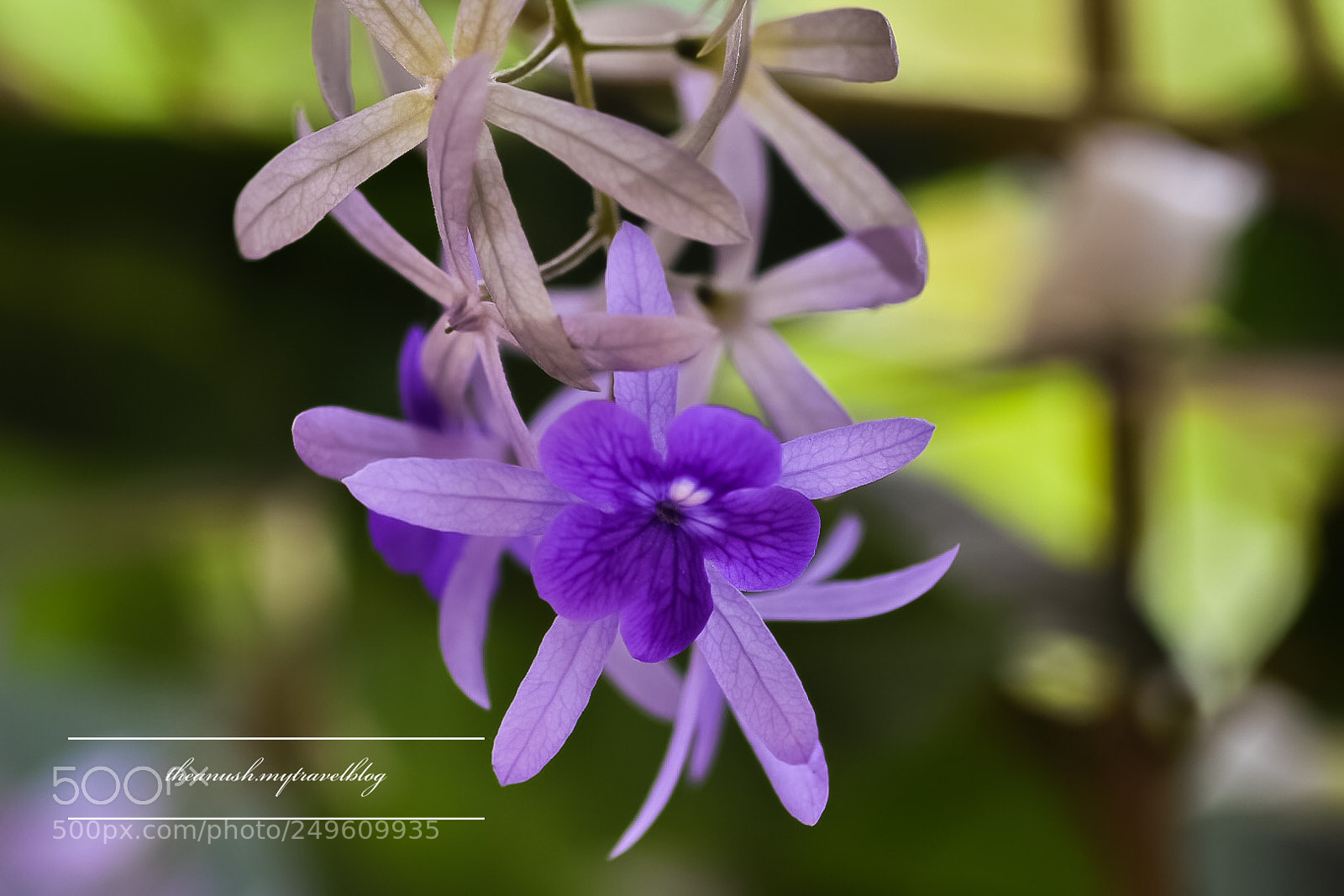 Nikon D7200 sample photo. Flowery moments. photography