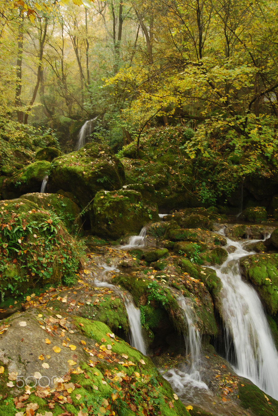 Nikon D40X sample photo. Into the woods photography