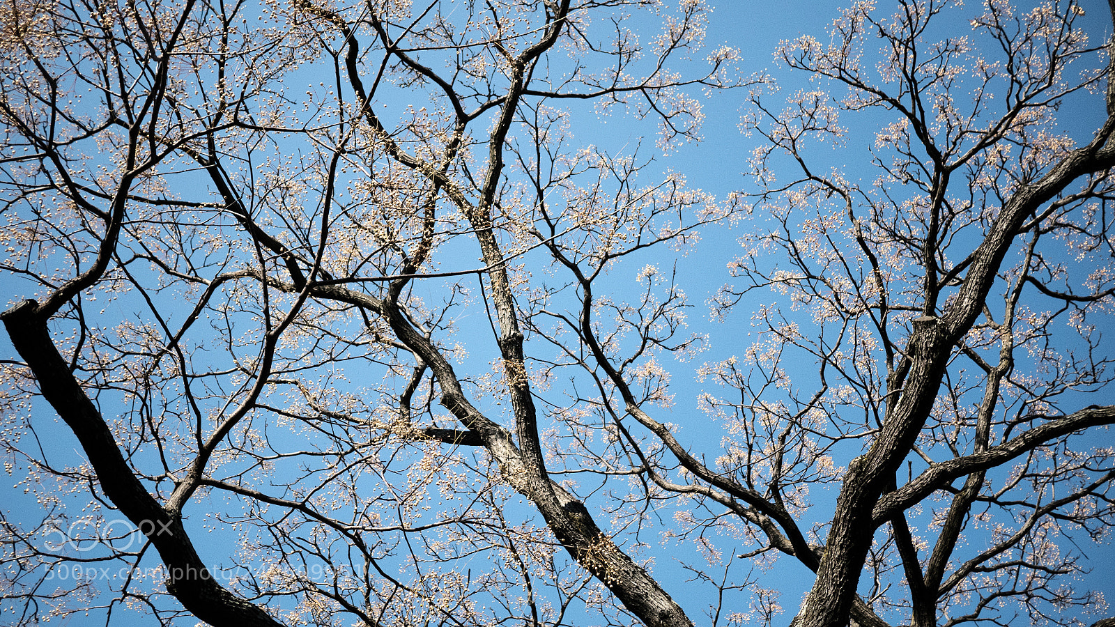Panasonic Lumix DMC-GX85 (Lumix DMC-GX80 / Lumix DMC-GX7 Mark II) sample photo. Spring cherry three photography