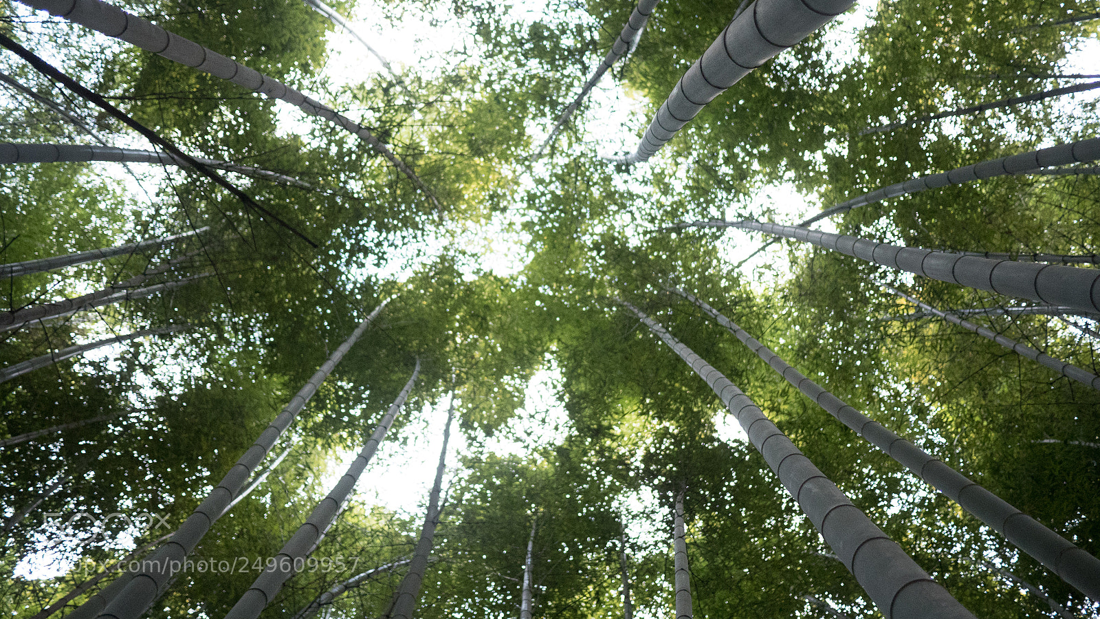 Panasonic Lumix DMC-GX85 (Lumix DMC-GX80 / Lumix DMC-GX7 Mark II) sample photo. Bamboo story photography