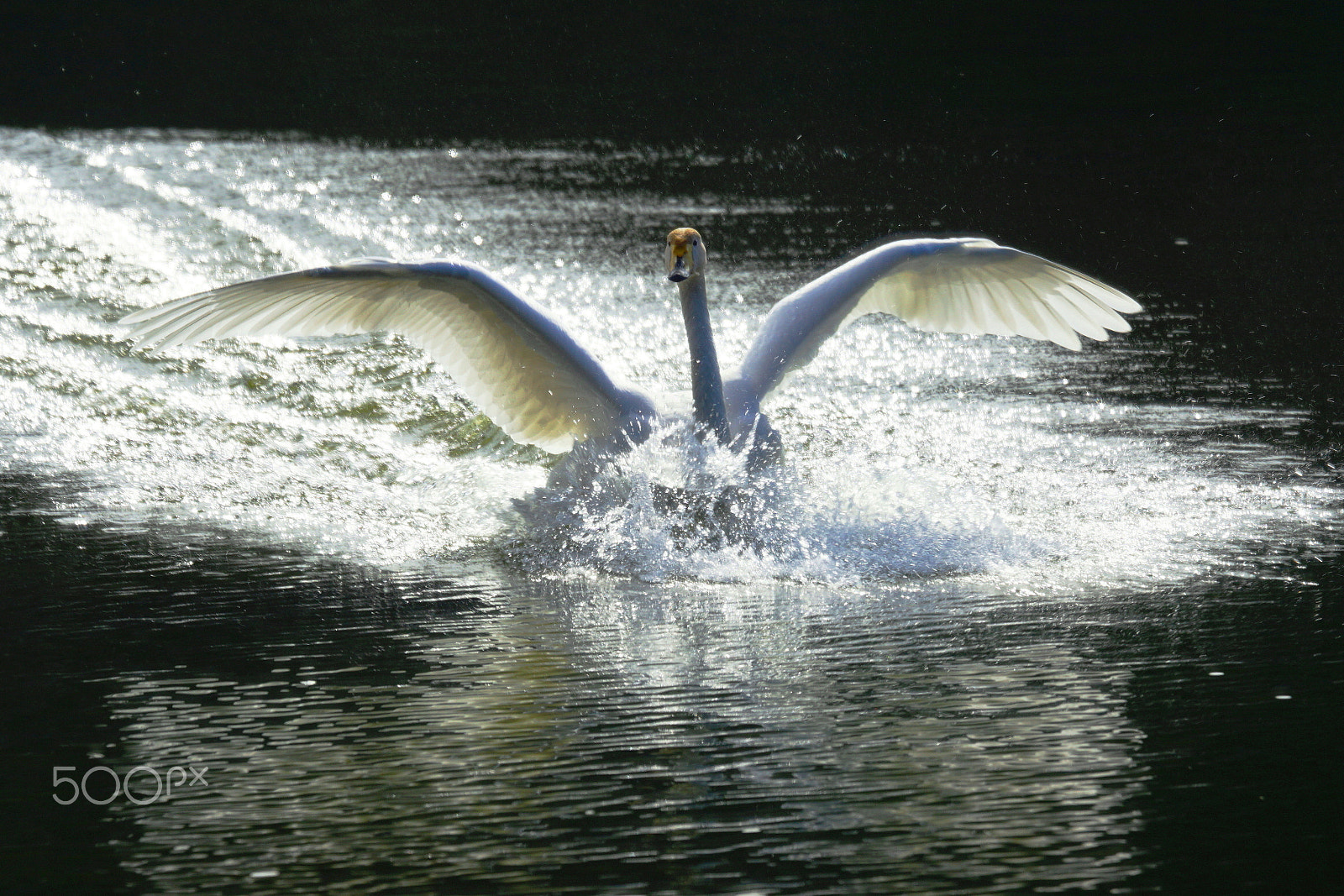 Sony ILCA-77M2 + Sony 70-400mm F4-5.6 G SSM II sample photo. (landing 2) photography