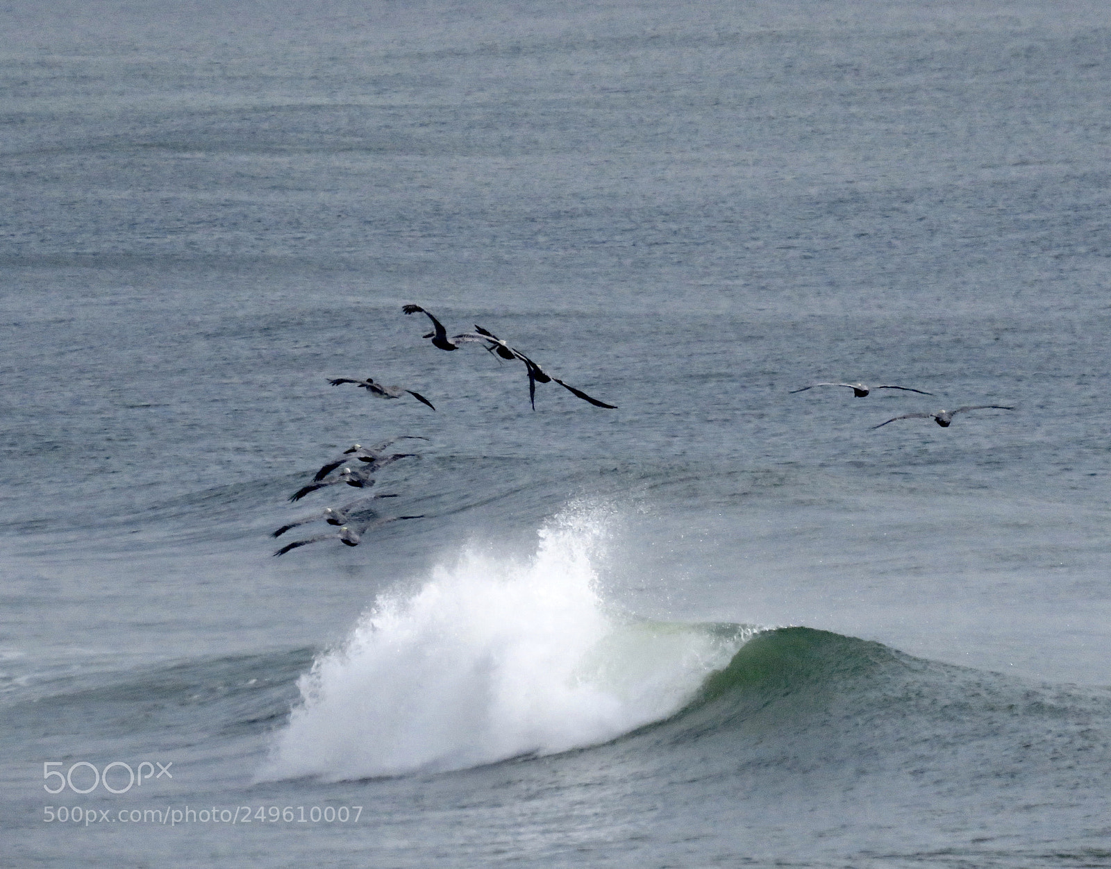 Canon PowerShot SX60 HS sample photo. Playful pelicans photography