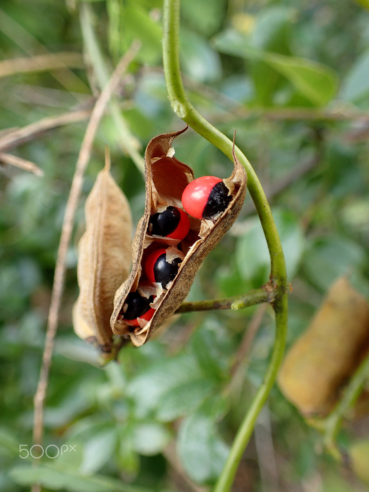 Olympus TG-3 sample photo. Rouge et noir photography