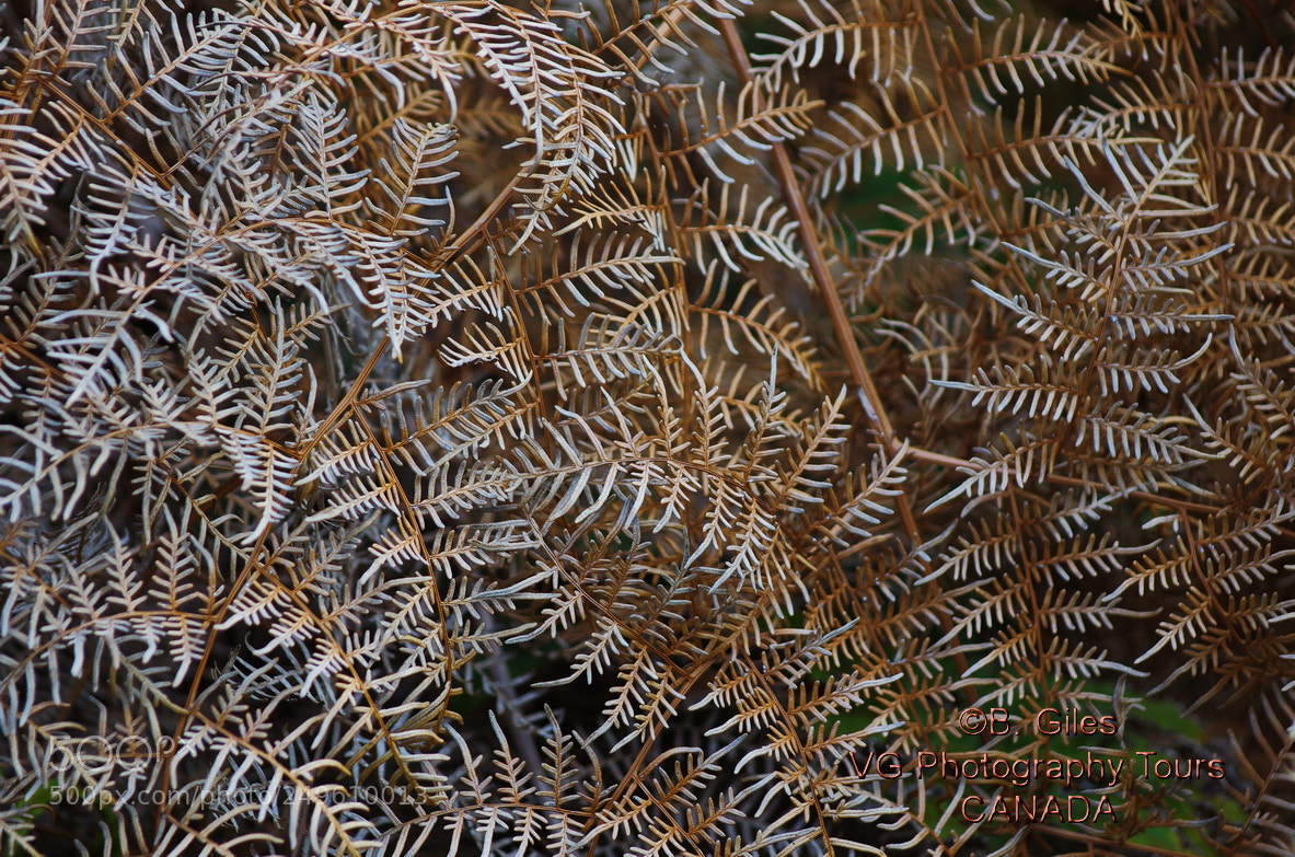 Pentax K-5 IIs sample photo. Fall ferns new zealand photography