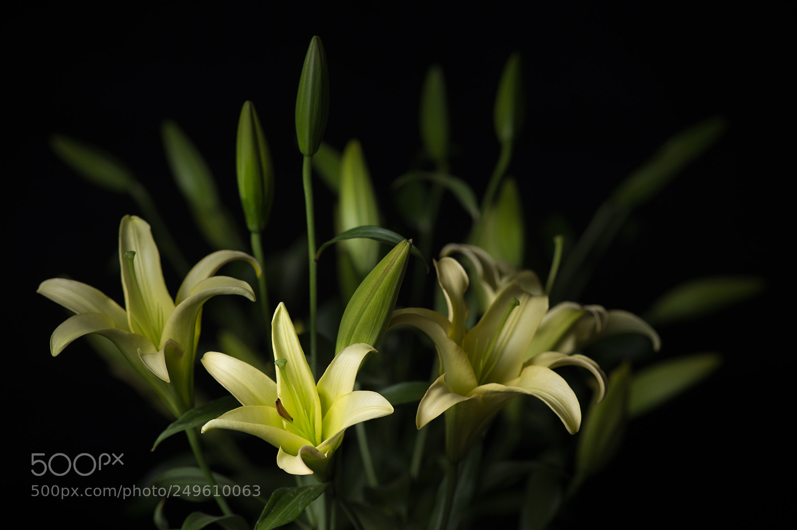 Nikon D4S sample photo. Lily photography