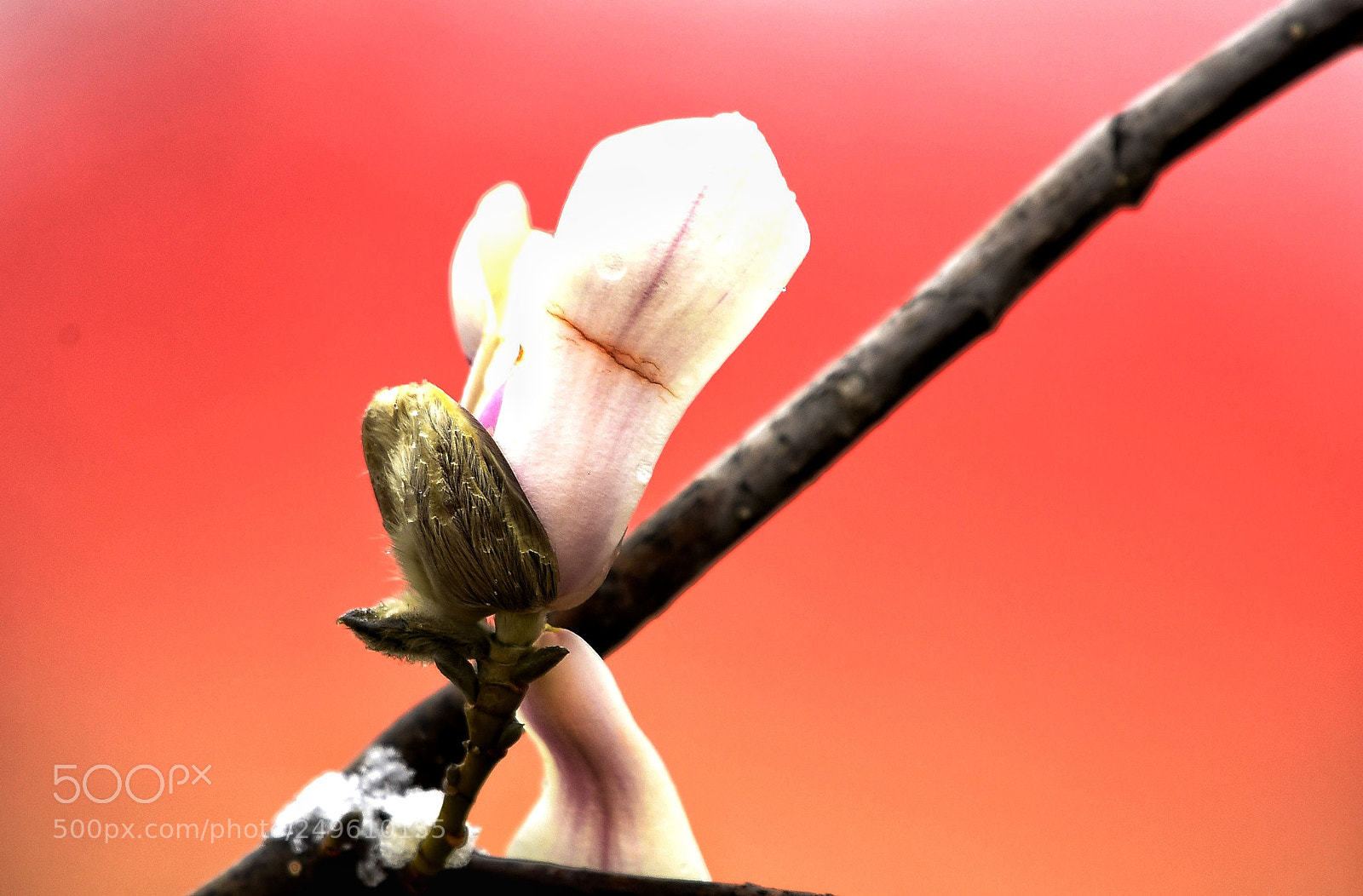 Nikon D4S sample photo. Untitled photography
