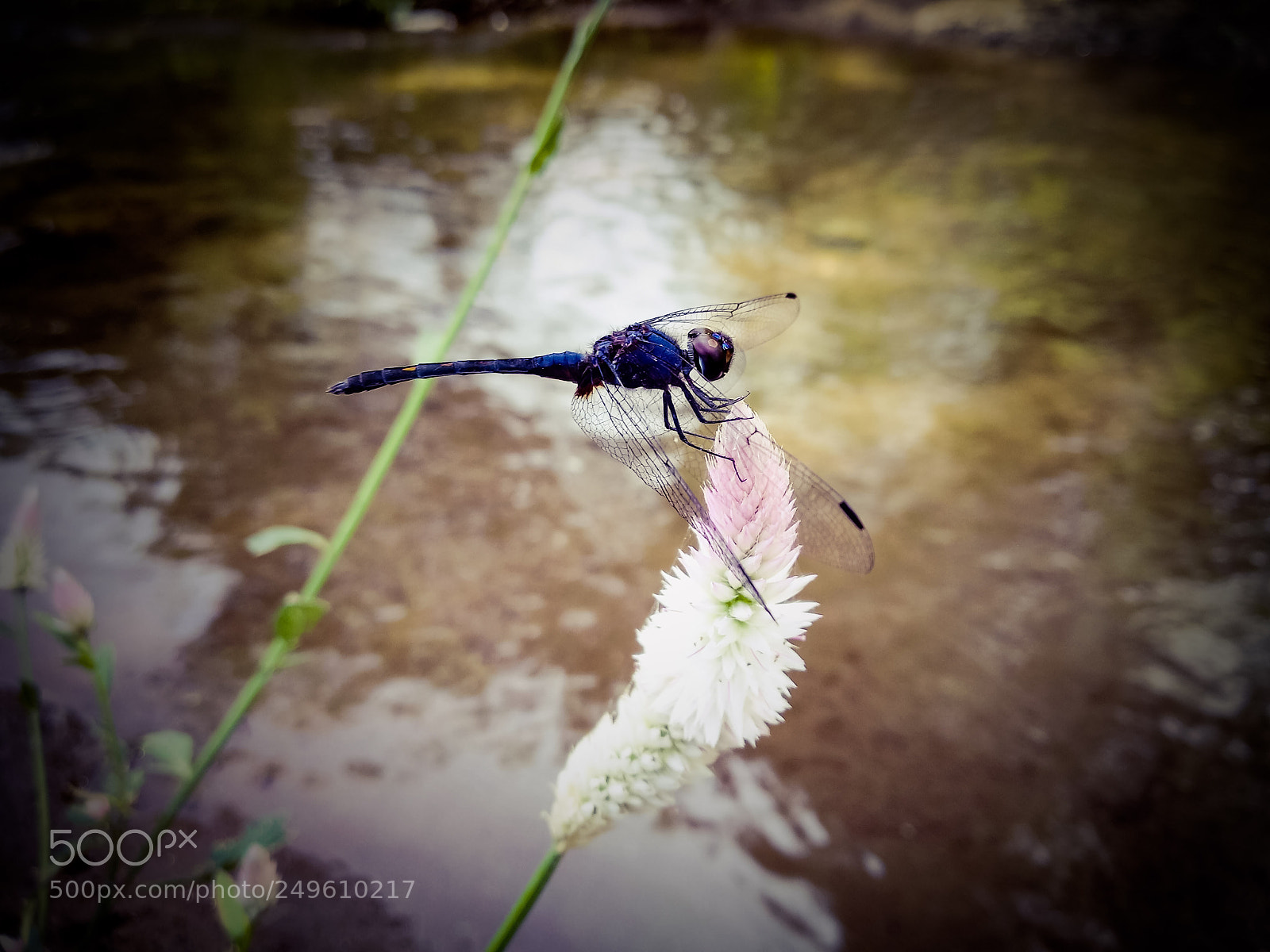 Xiaomi Mi A1 sample photo. Insects.... photography