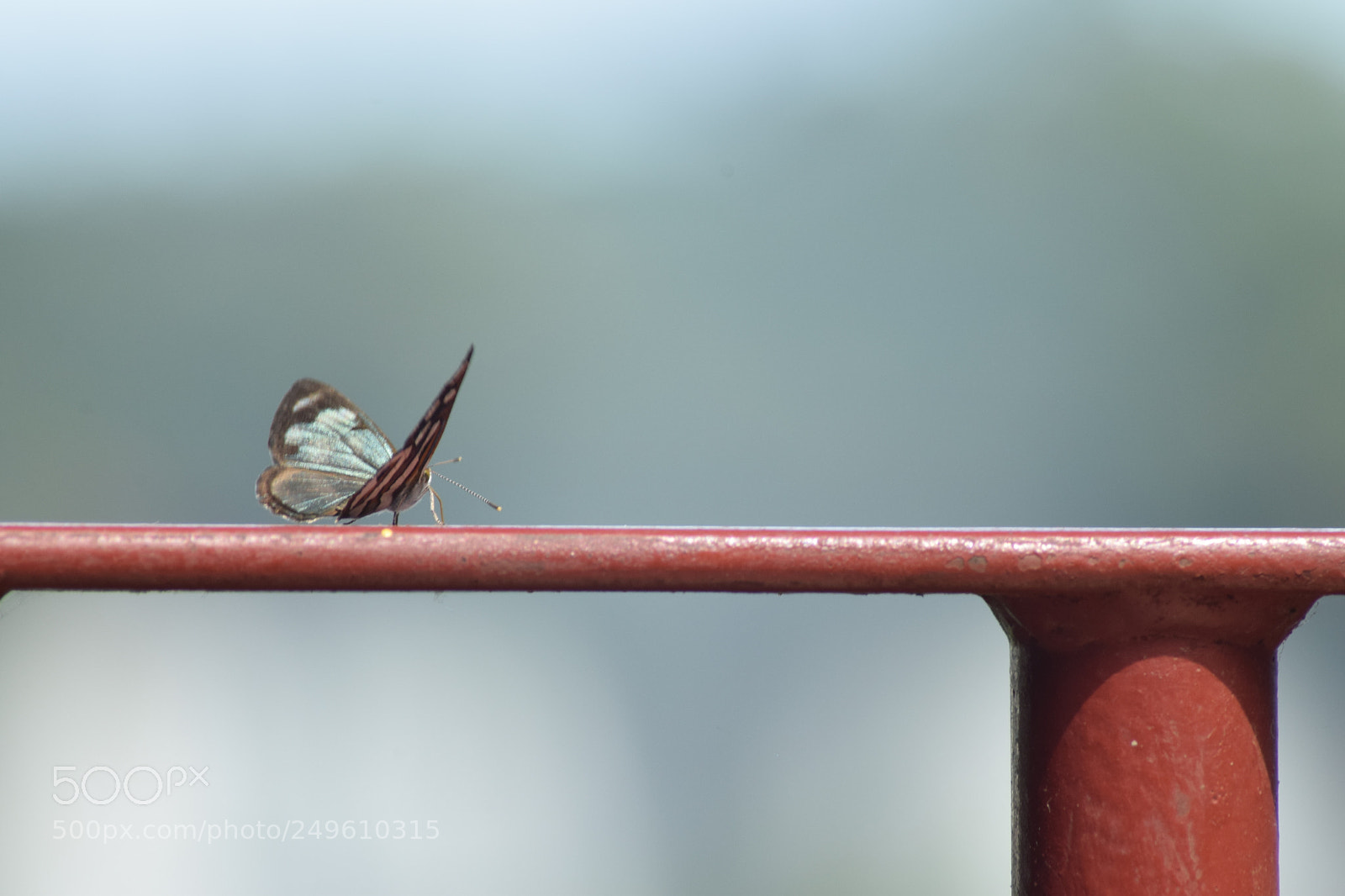 Nikon D5300 sample photo. () photography