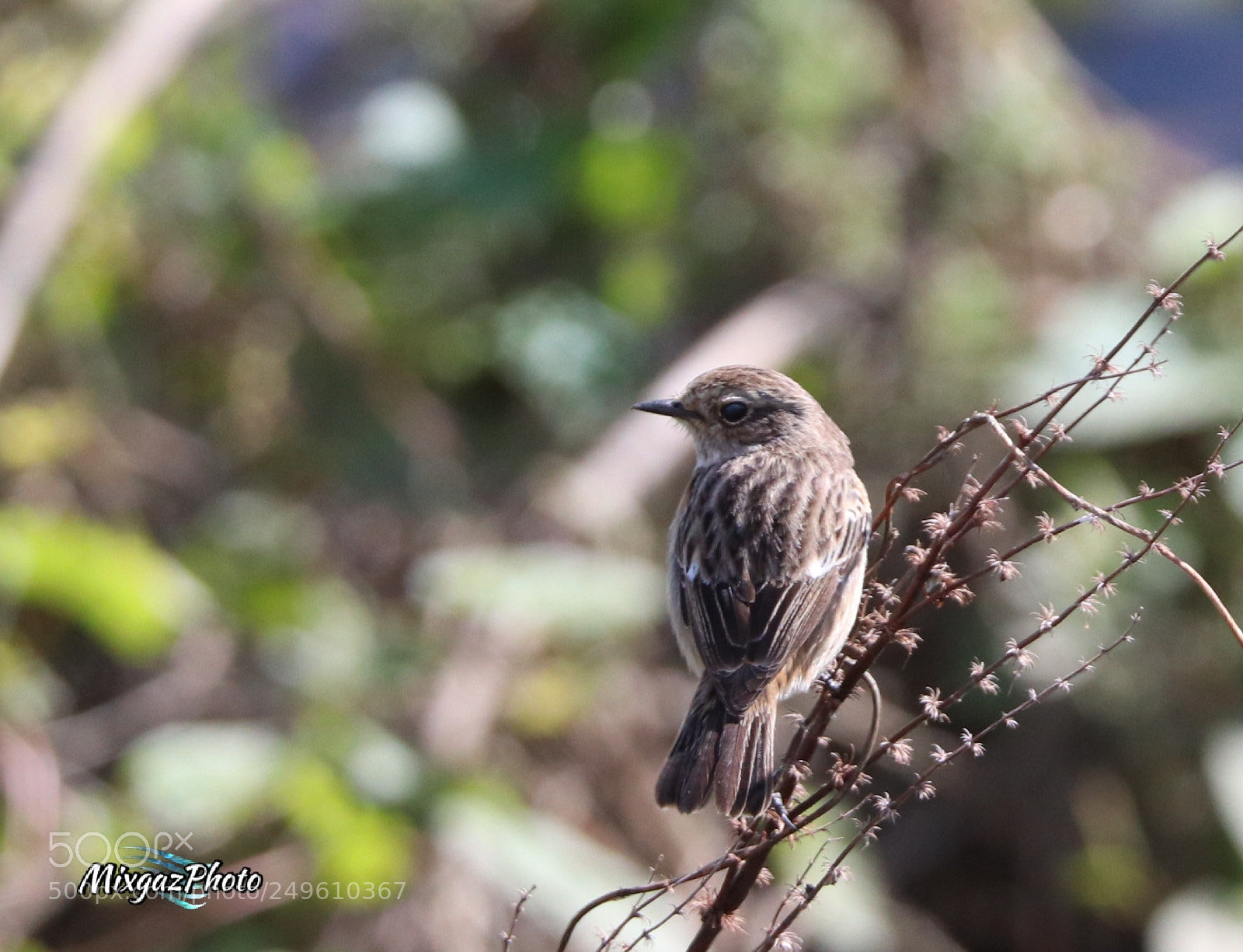 Canon EOS 800D (EOS Rebel T7i / EOS Kiss X9i) sample photo. Forapaglie photography