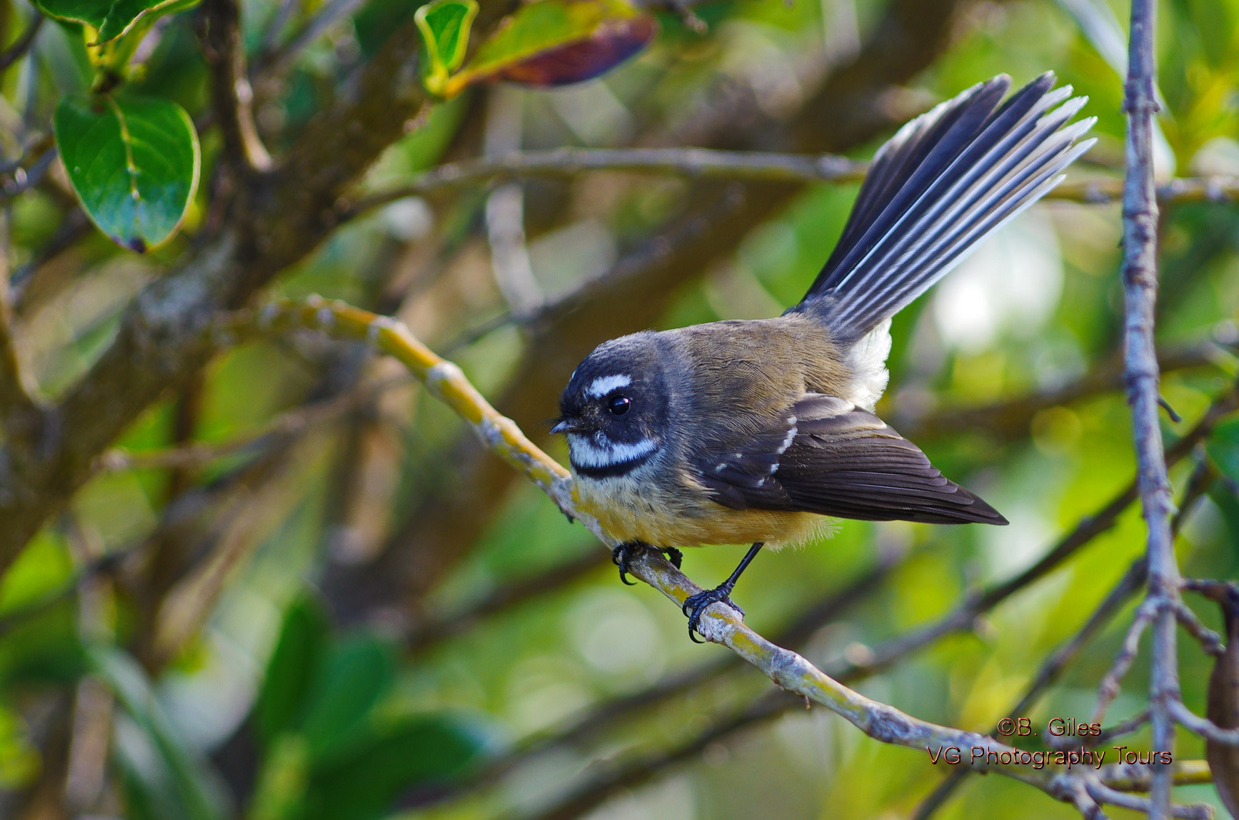 Pentax K-5 IIs + Pentax smc DA* 60-250mm F4.0 ED (IF) SDM sample photo. New zealand fantail photography