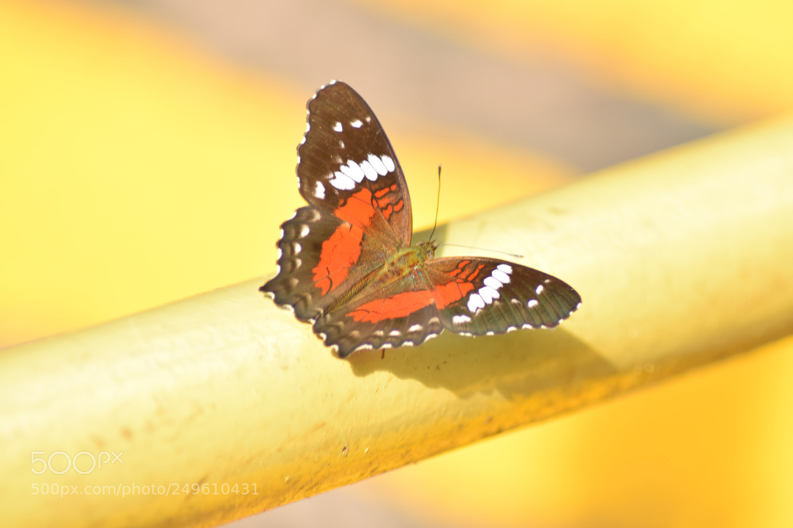 Nikon D5300 sample photo. () photography