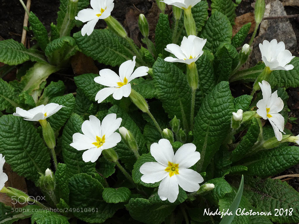 Sony Cyber-shot DSC-HX300 sample photo. White spring cowslips photography