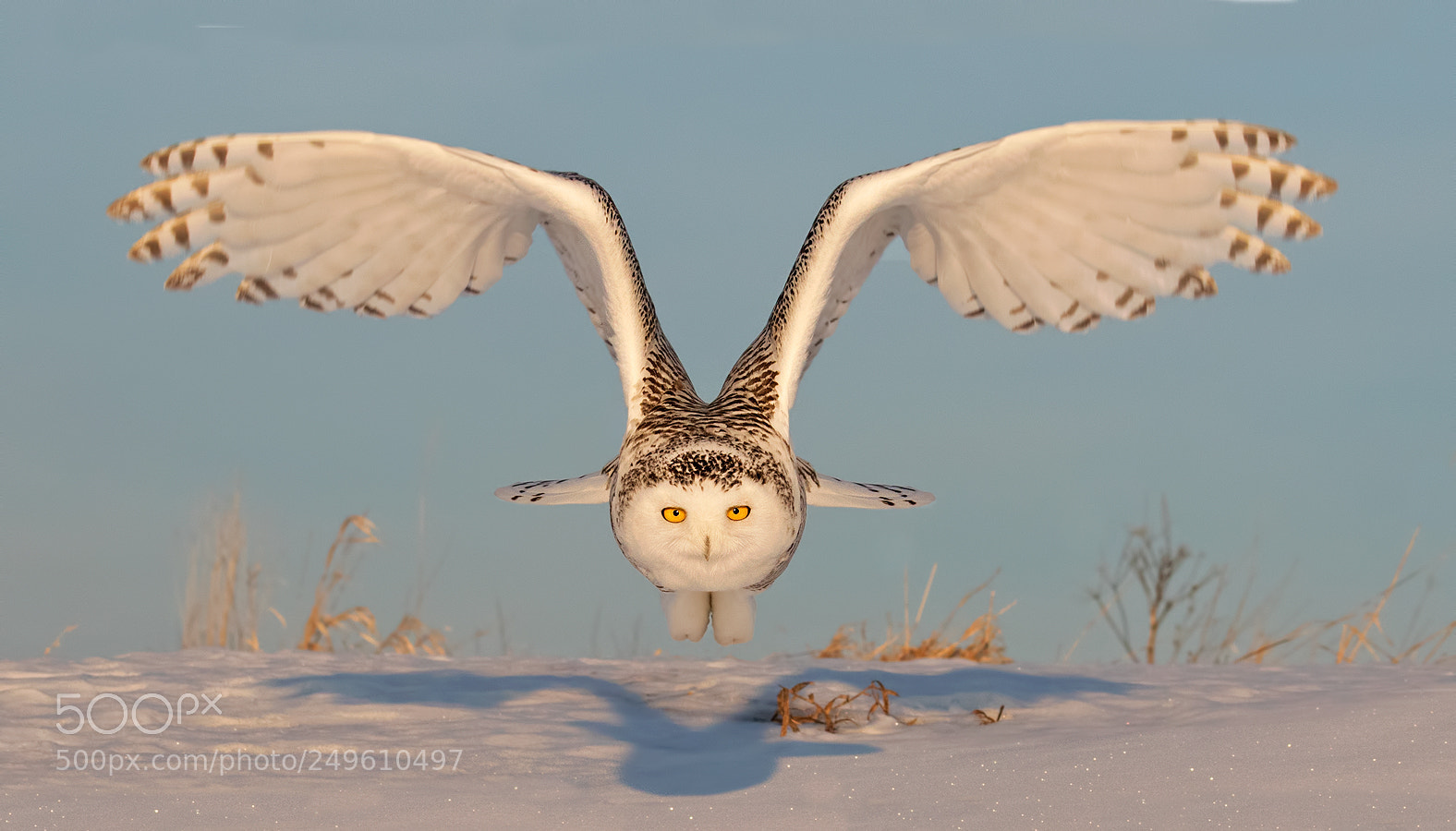 Canon EOS 7D Mark II sample photo. Snowy owl photography
