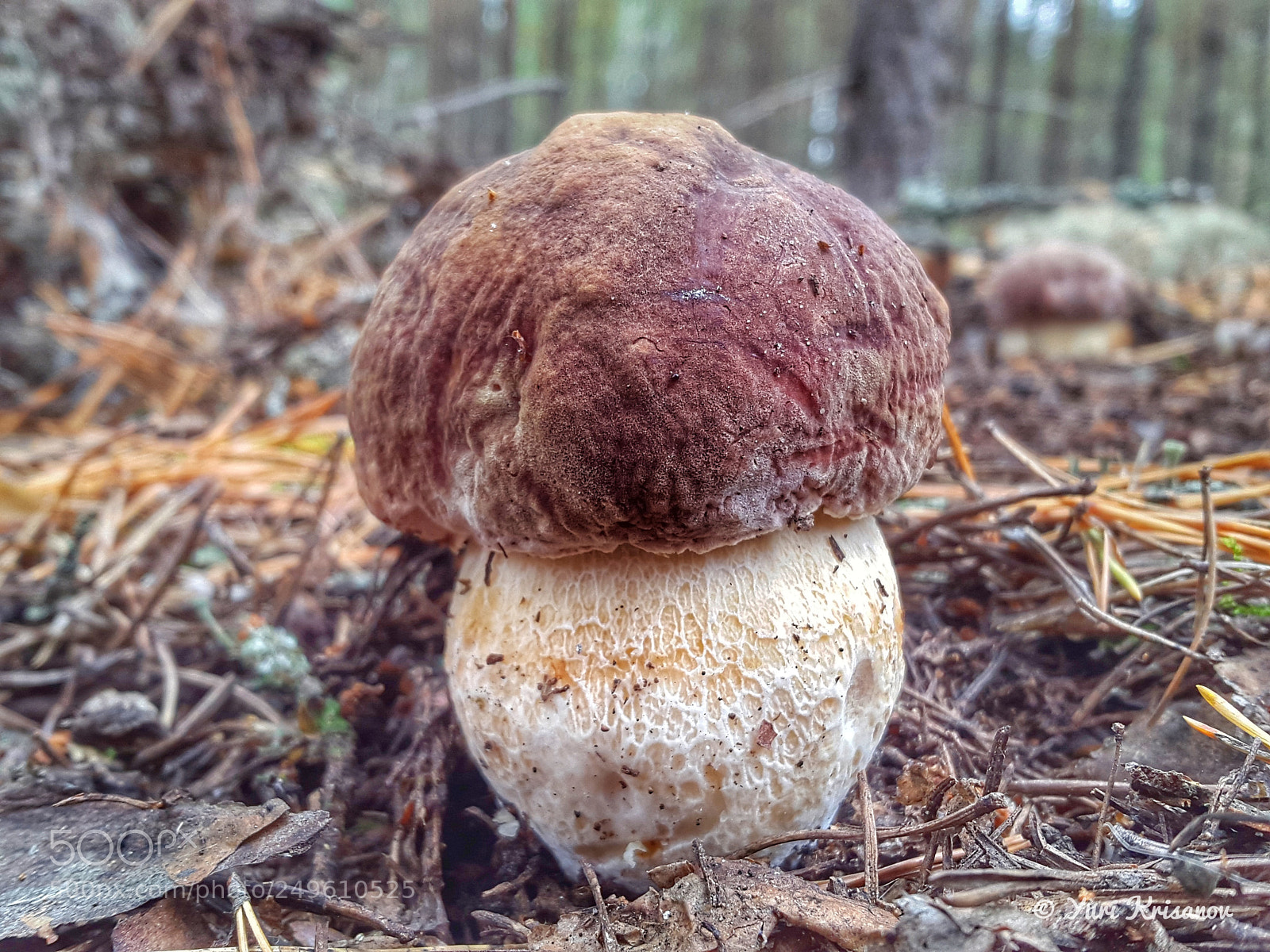 Samsung Galaxy Alpha sample photo. Little fat mushroom photography