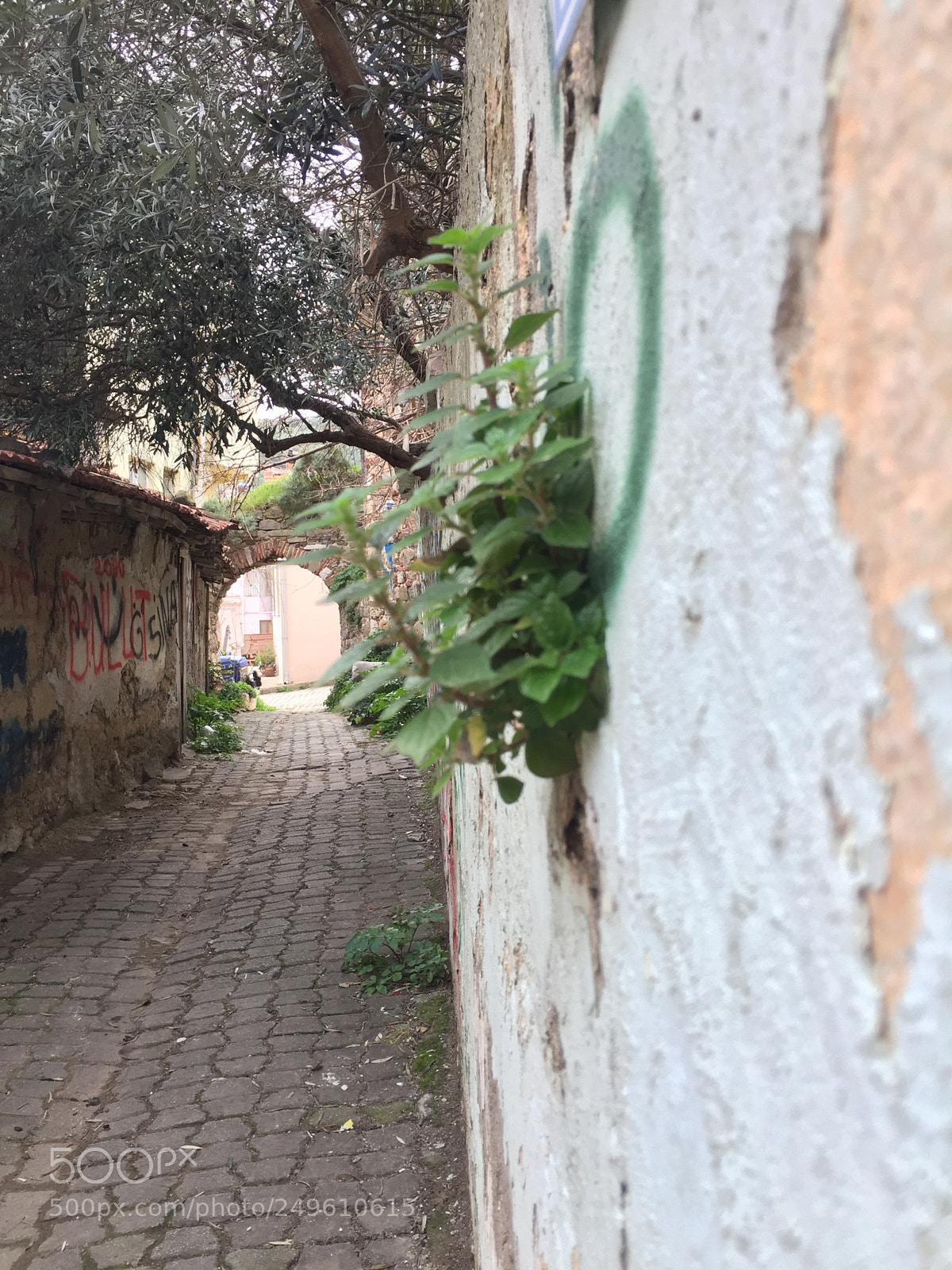 Apple iPhone 6 Plus sample photo. Untitled photography