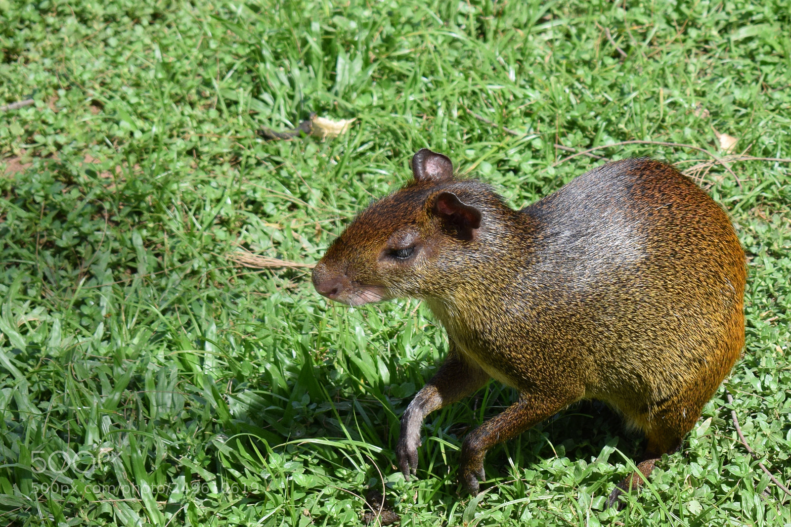 Nikon D5300 sample photo. () photography
