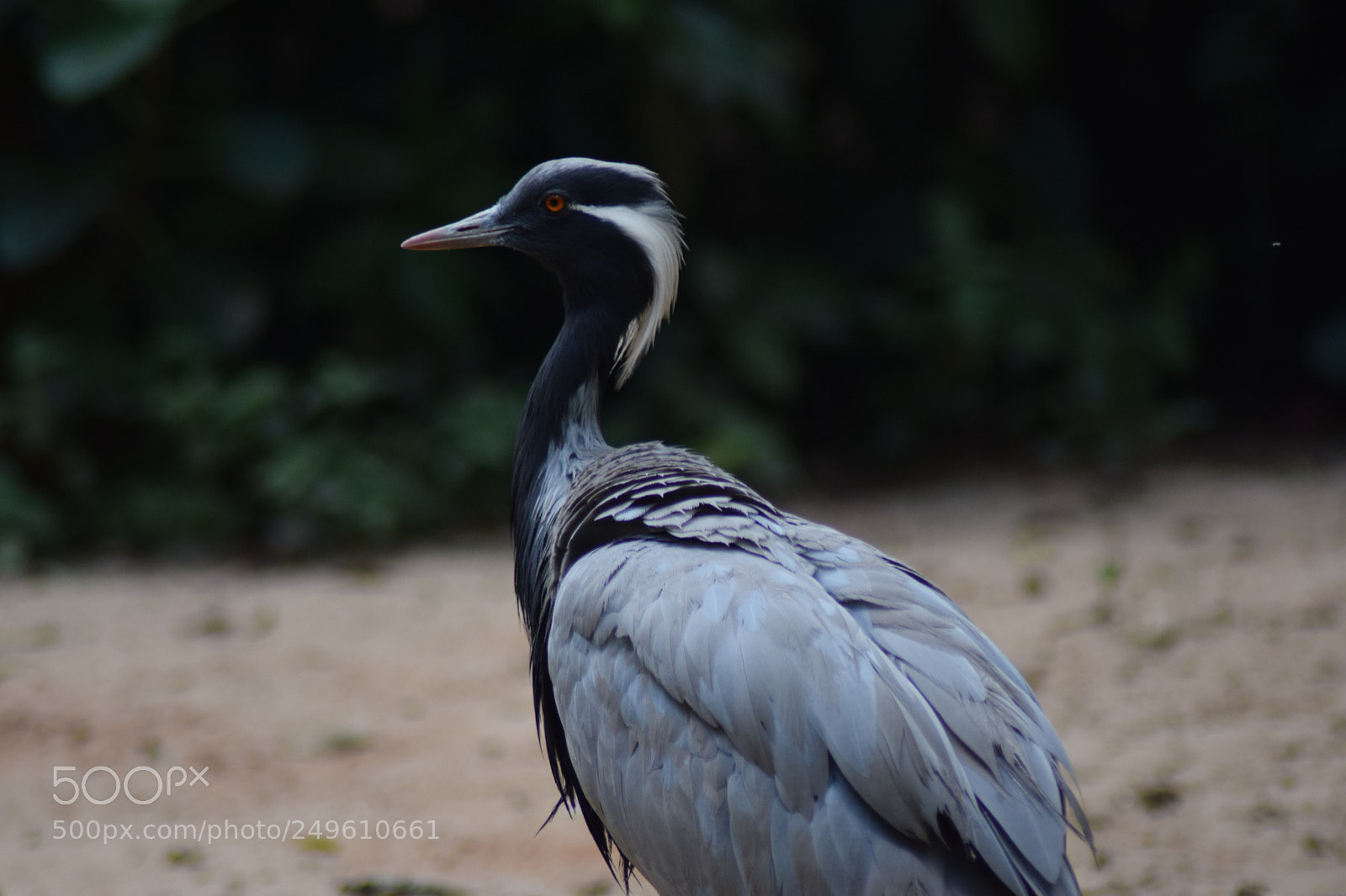 Nikon D5300 sample photo. () photography