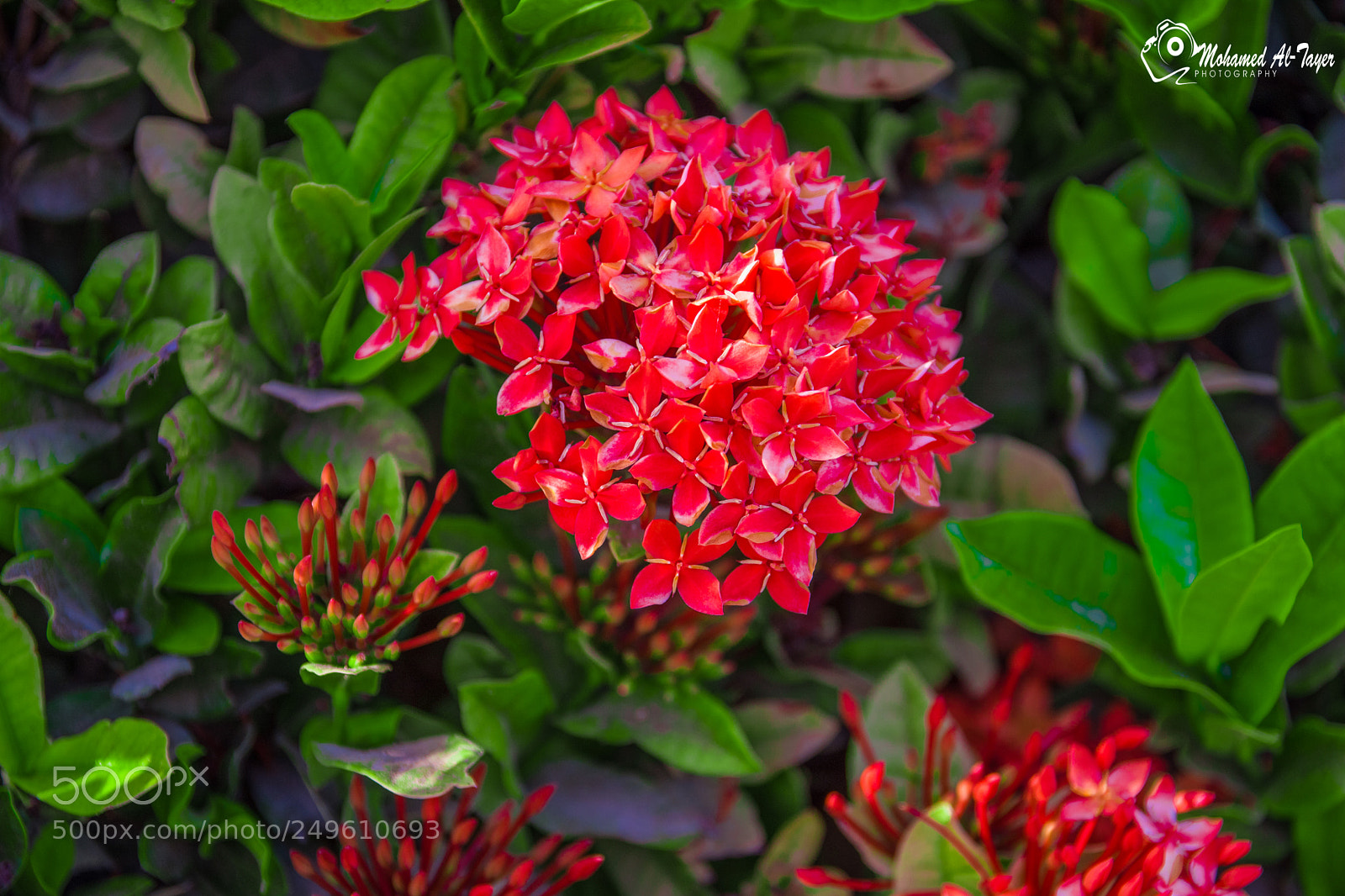 Nikon D7200 sample photo. Untitled photography