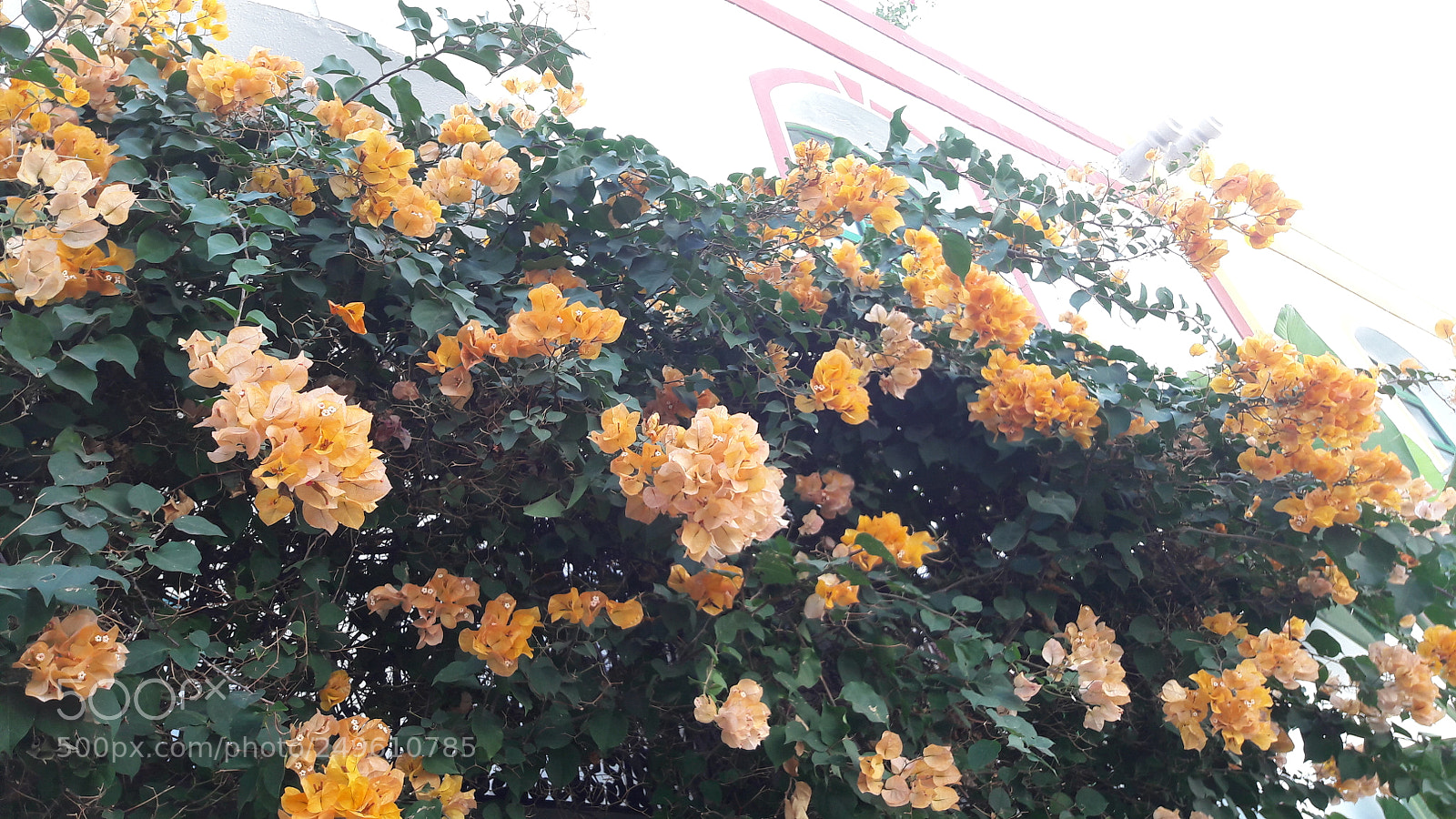 Samsung Galaxy A5(2016) sample photo. 20180106_124643.jpg photography
