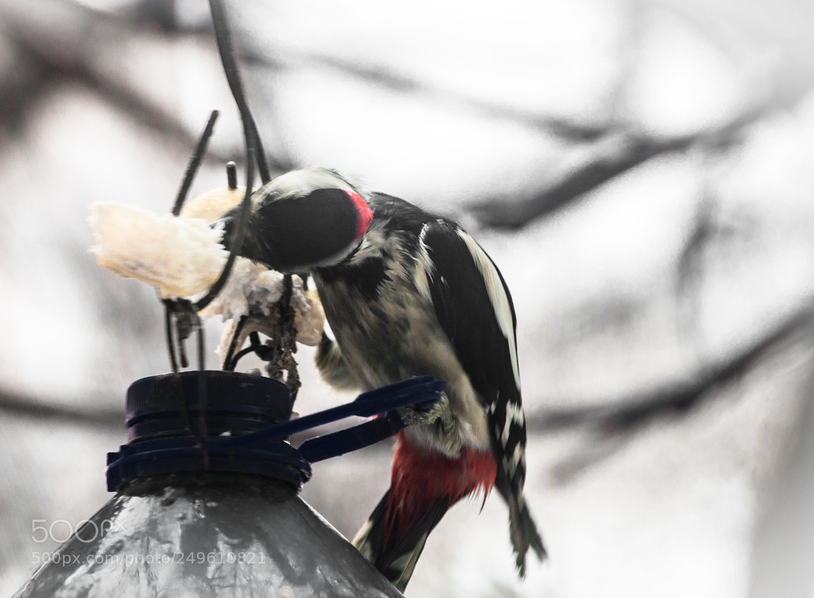 Nikon D800 sample photo. Hungry_bird  ver.2.0 photography