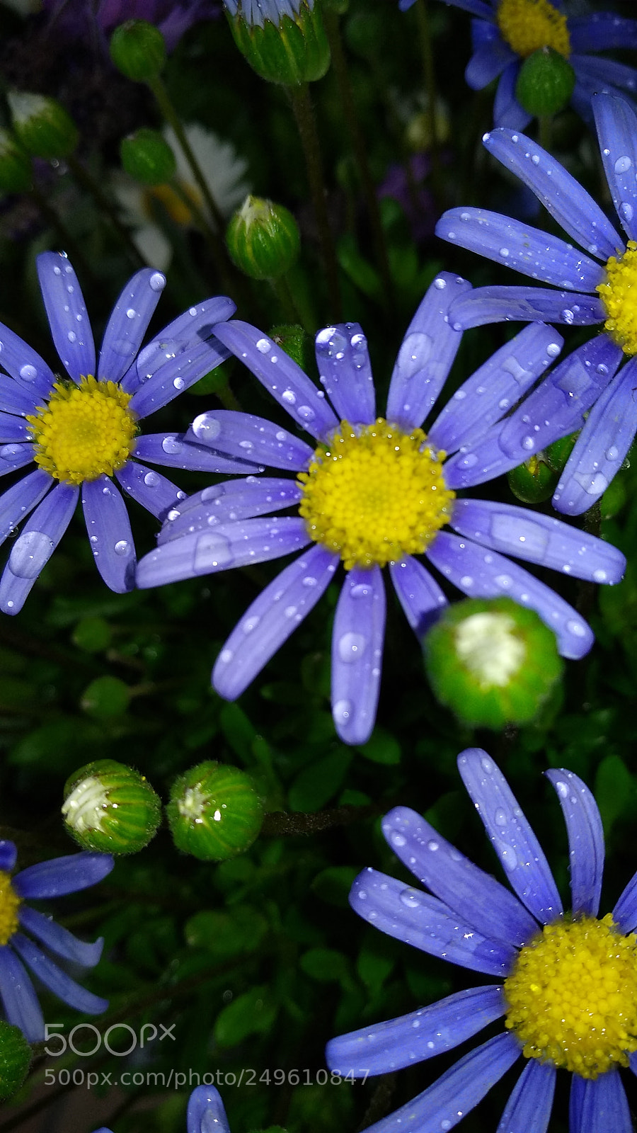 Xiaomi MI MAX 2 sample photo. Blue photography