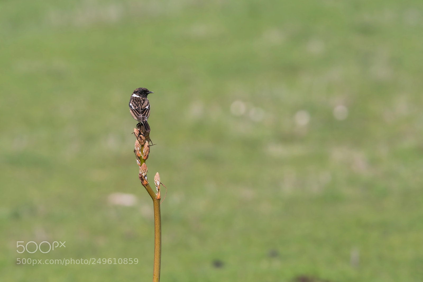 Sony a99 II sample photo. Saxicola torquatus photography