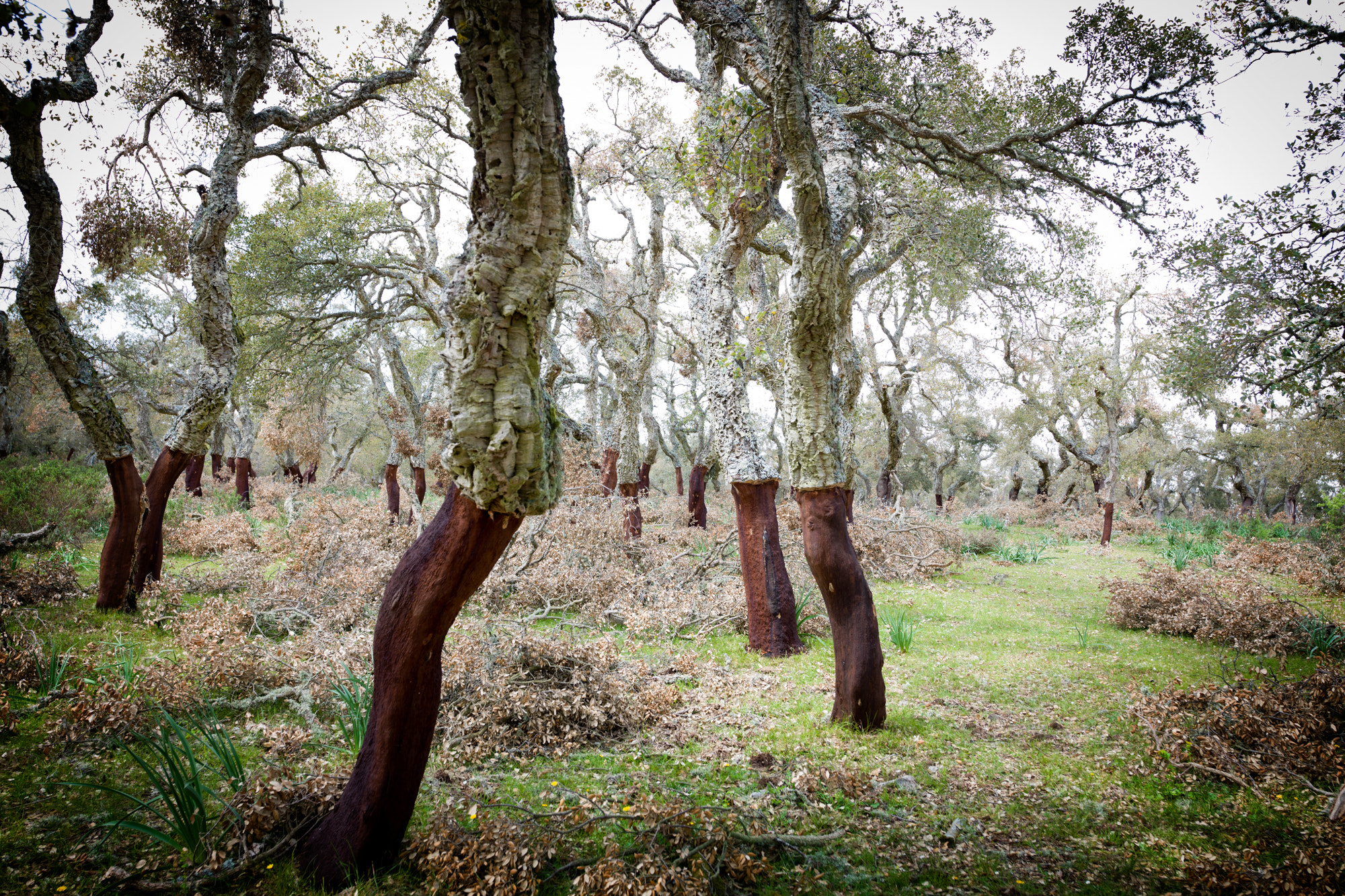 Hasselblad H4D sample photo. Oak cork forest photography