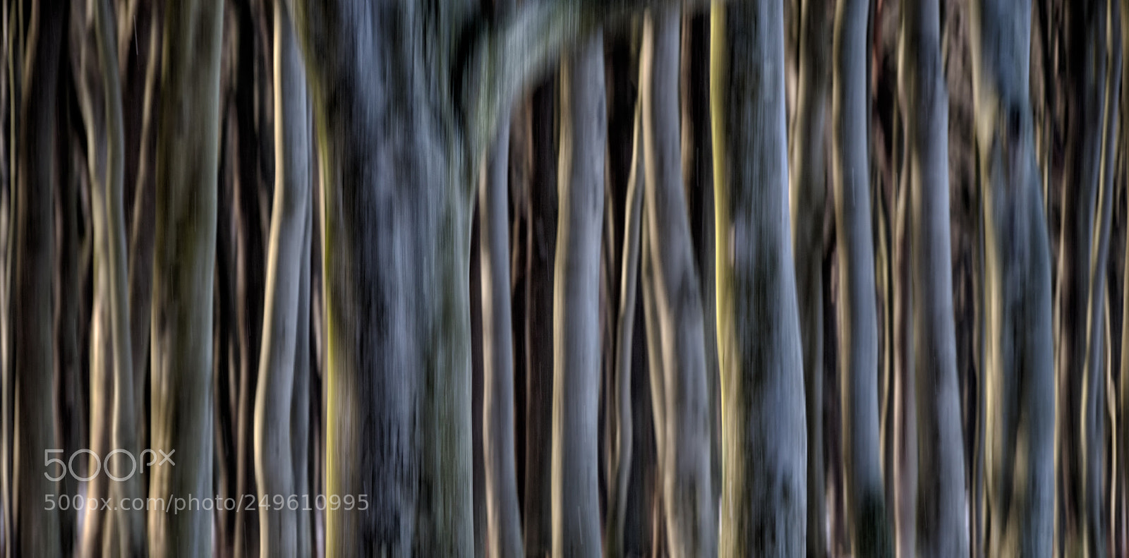 Pentax K-1 sample photo. Tree trunks photography