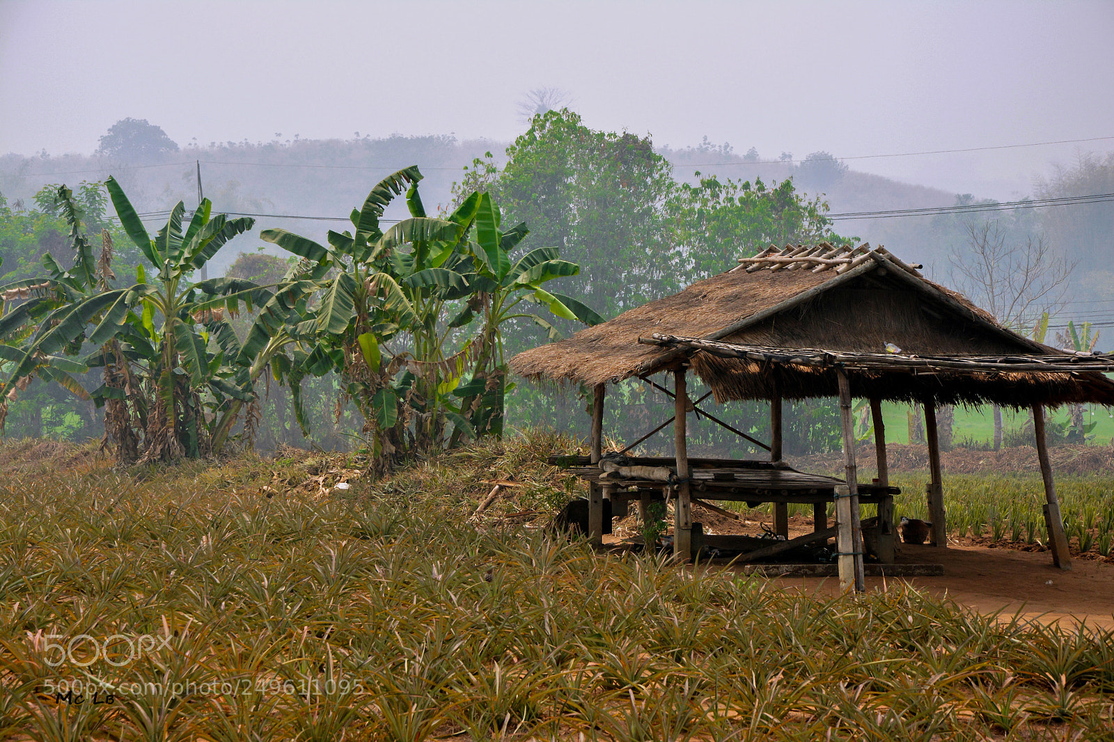 Nikon D7100 sample photo. Ananas culture - tha photography