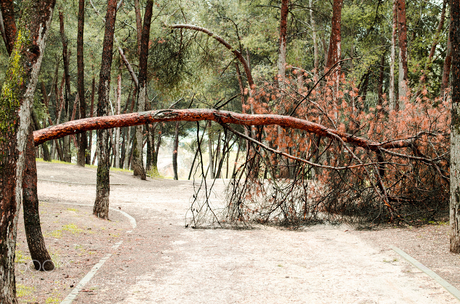 Nikon D5100 sample photo. Dead tree photography