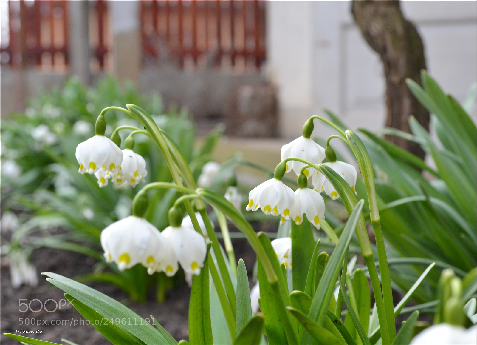 Nikon D3100 sample photo. Leucojum vernum photography