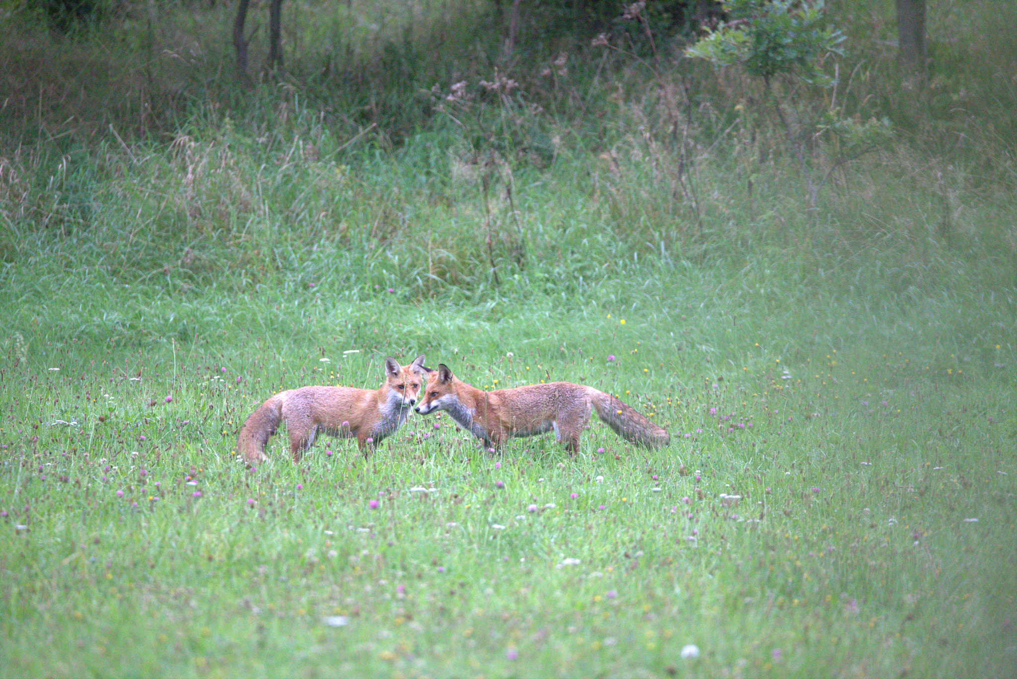 Canon EOS 6D + Sigma 150-600mm F5-6.3 DG OS HSM | C sample photo. Two young foxes playing in morning photography