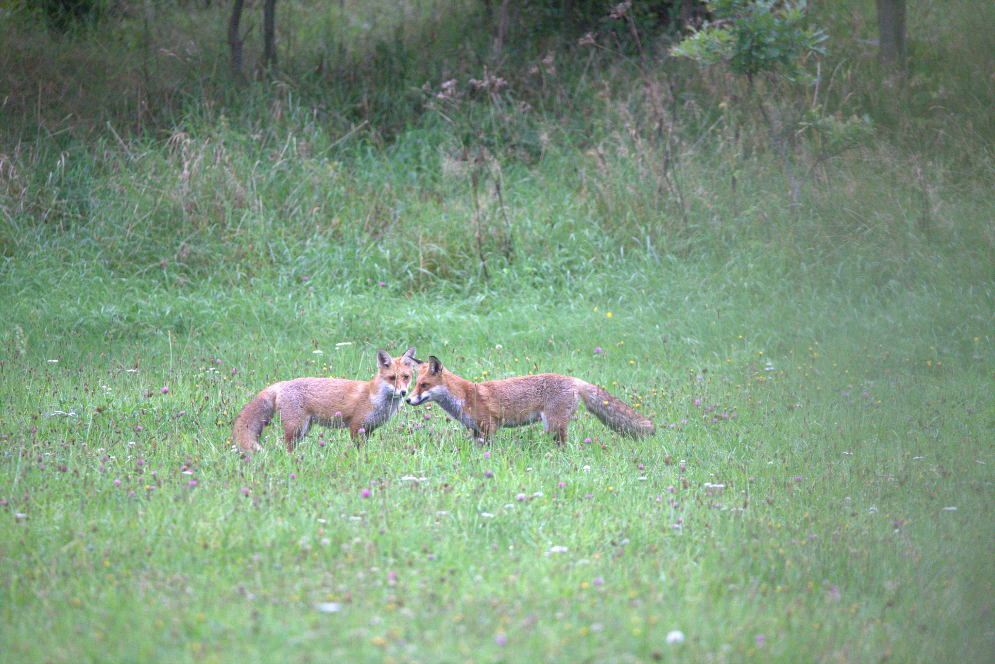 Sigma 150-600mm F5-6.3 DG OS HSM | C sample photo. Two young foxes playing in morning photography
