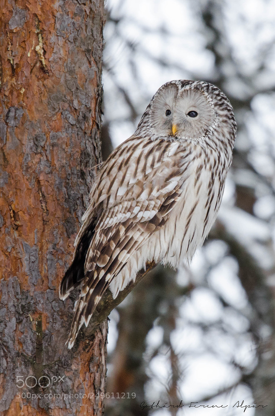 Nikon D7000 sample photo. Ural owl (strix uralensis) photography
