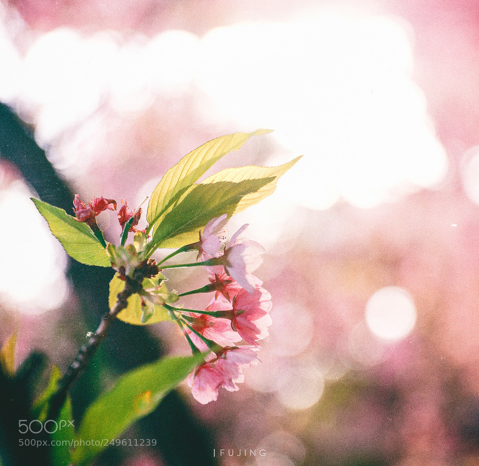Canon EOS 5D Mark IV sample photo. Untitled photography