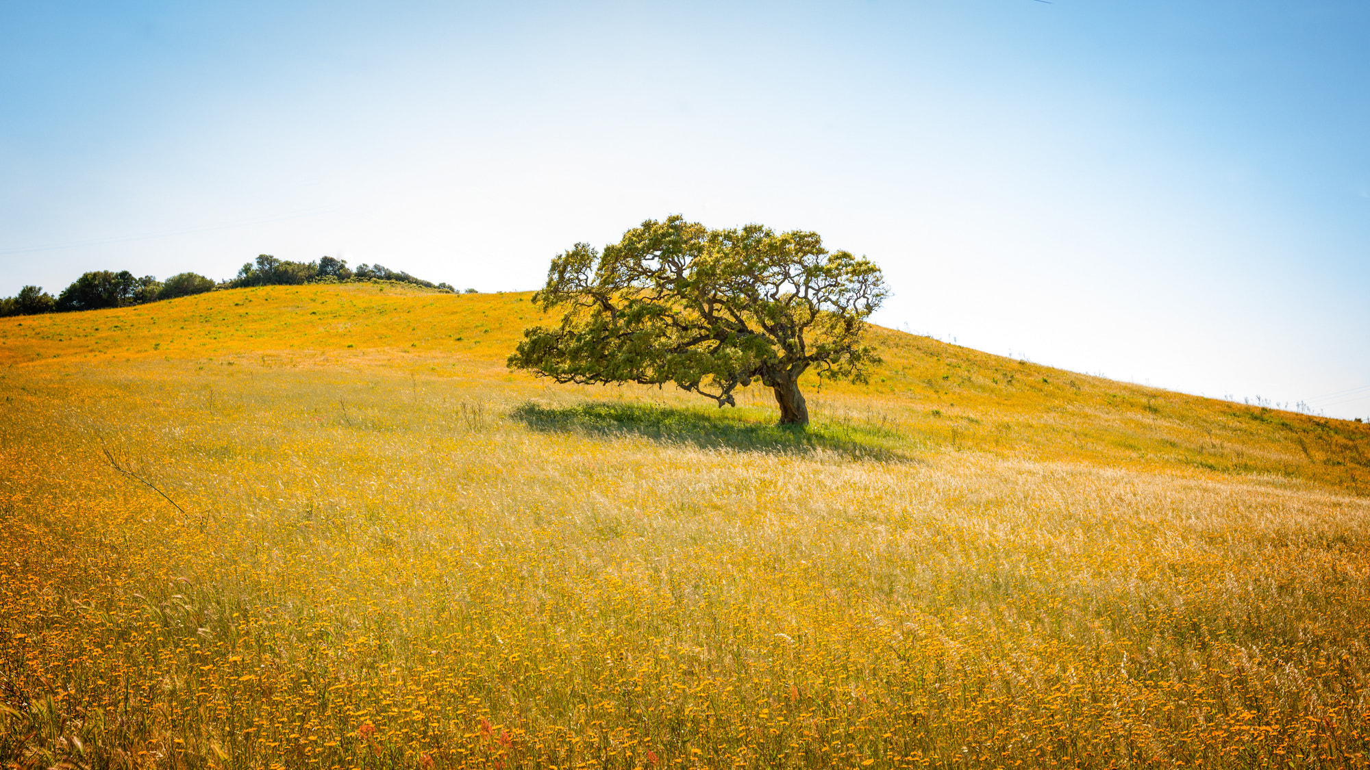 Hasselblad H4D sample photo. The lone tree photography