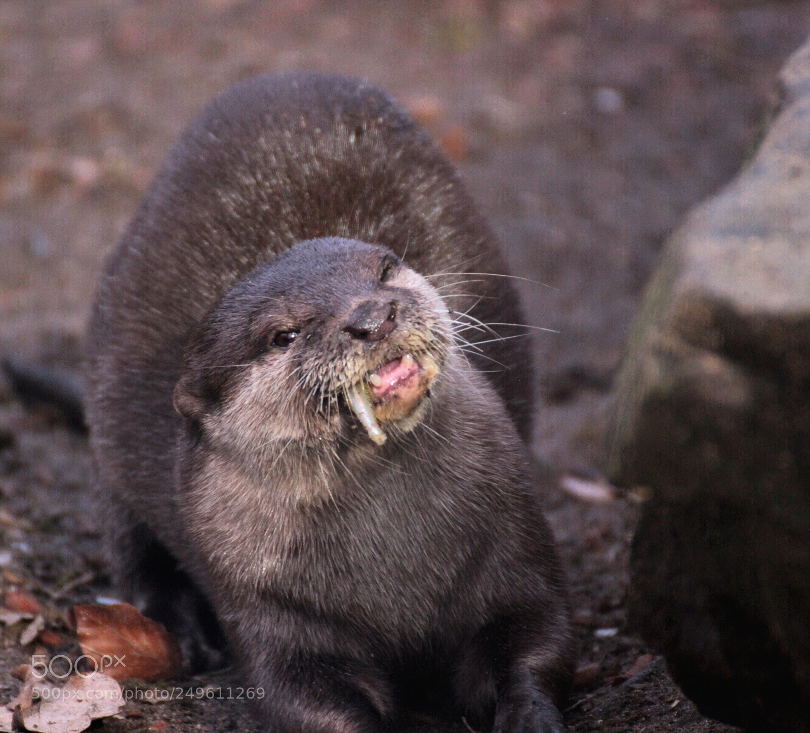 Canon EOS 600D (Rebel EOS T3i / EOS Kiss X5) sample photo. Yummy, fish! photography