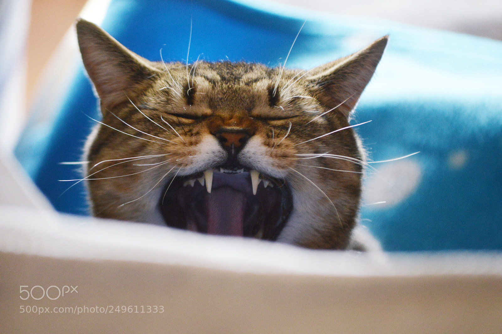 Nikon D3200 sample photo. Meow!!! photography