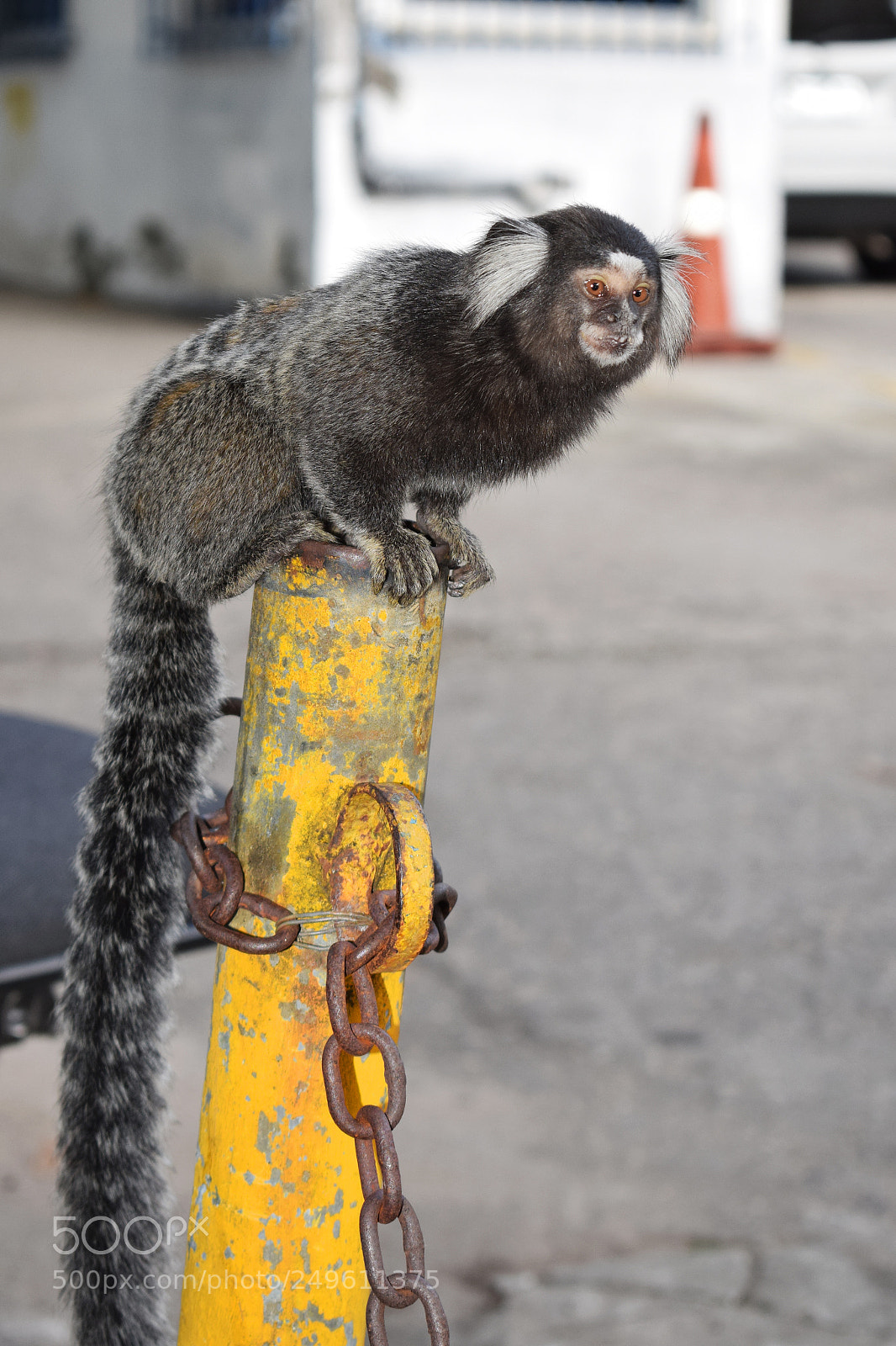Nikon D5300 sample photo. () photography