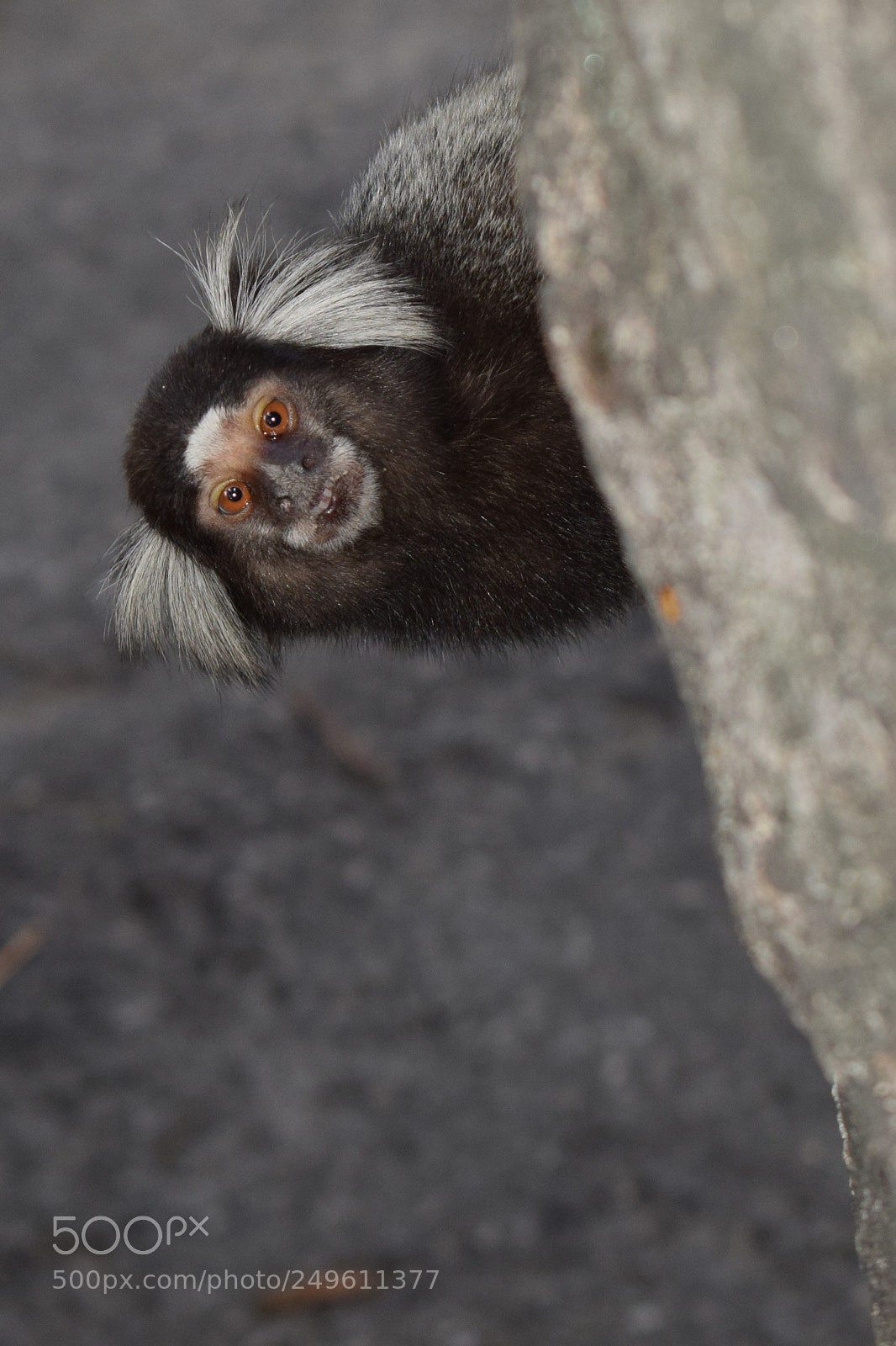 Nikon D5300 sample photo. () photography