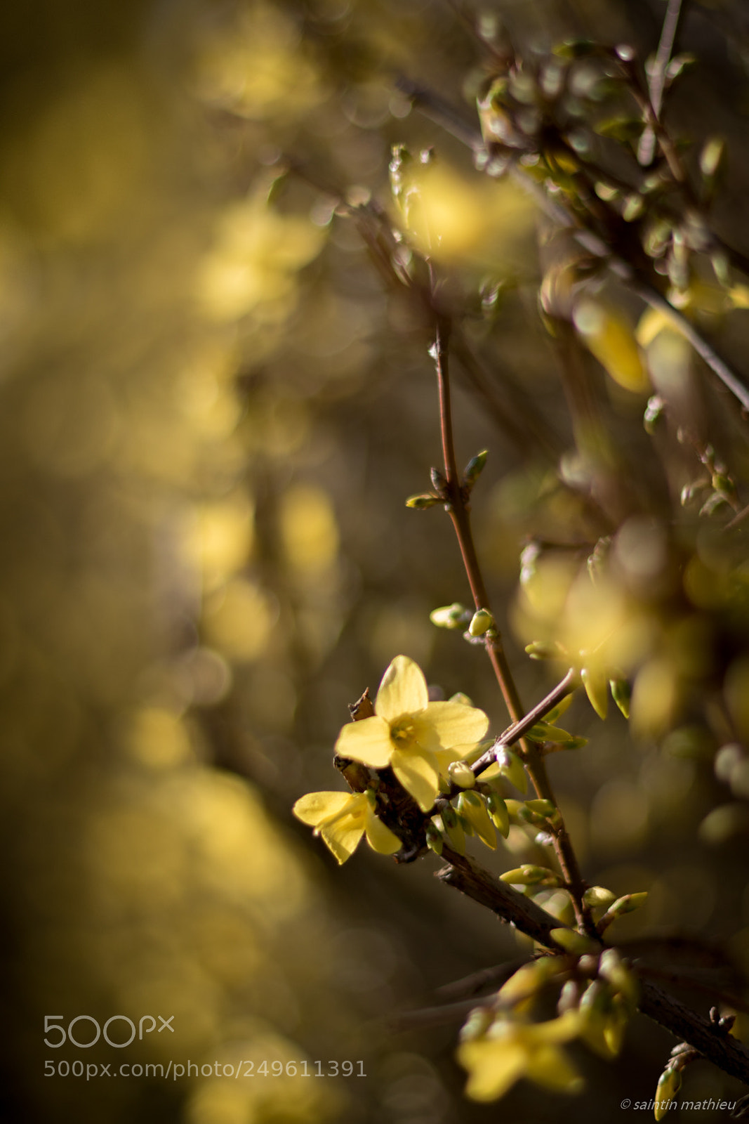 Canon EOS 7D Mark II sample photo. Sping photography