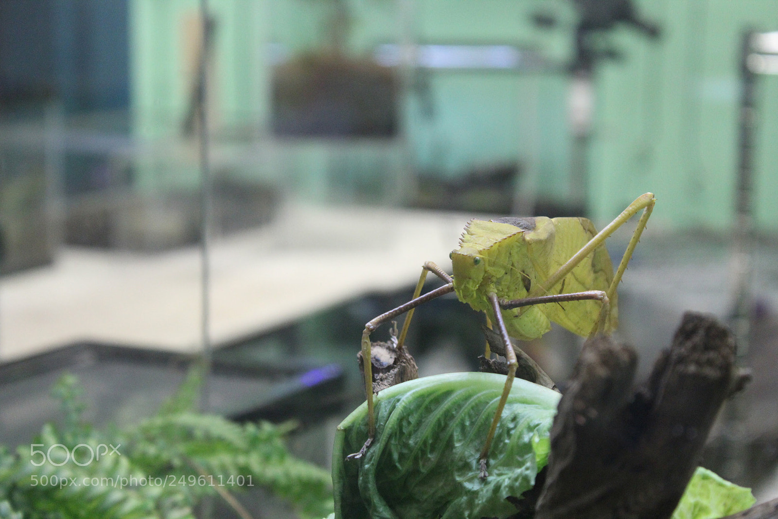 Canon EOS 1200D (EOS Rebel T5 / EOS Kiss X70 / EOS Hi) sample photo. Green on green! photography