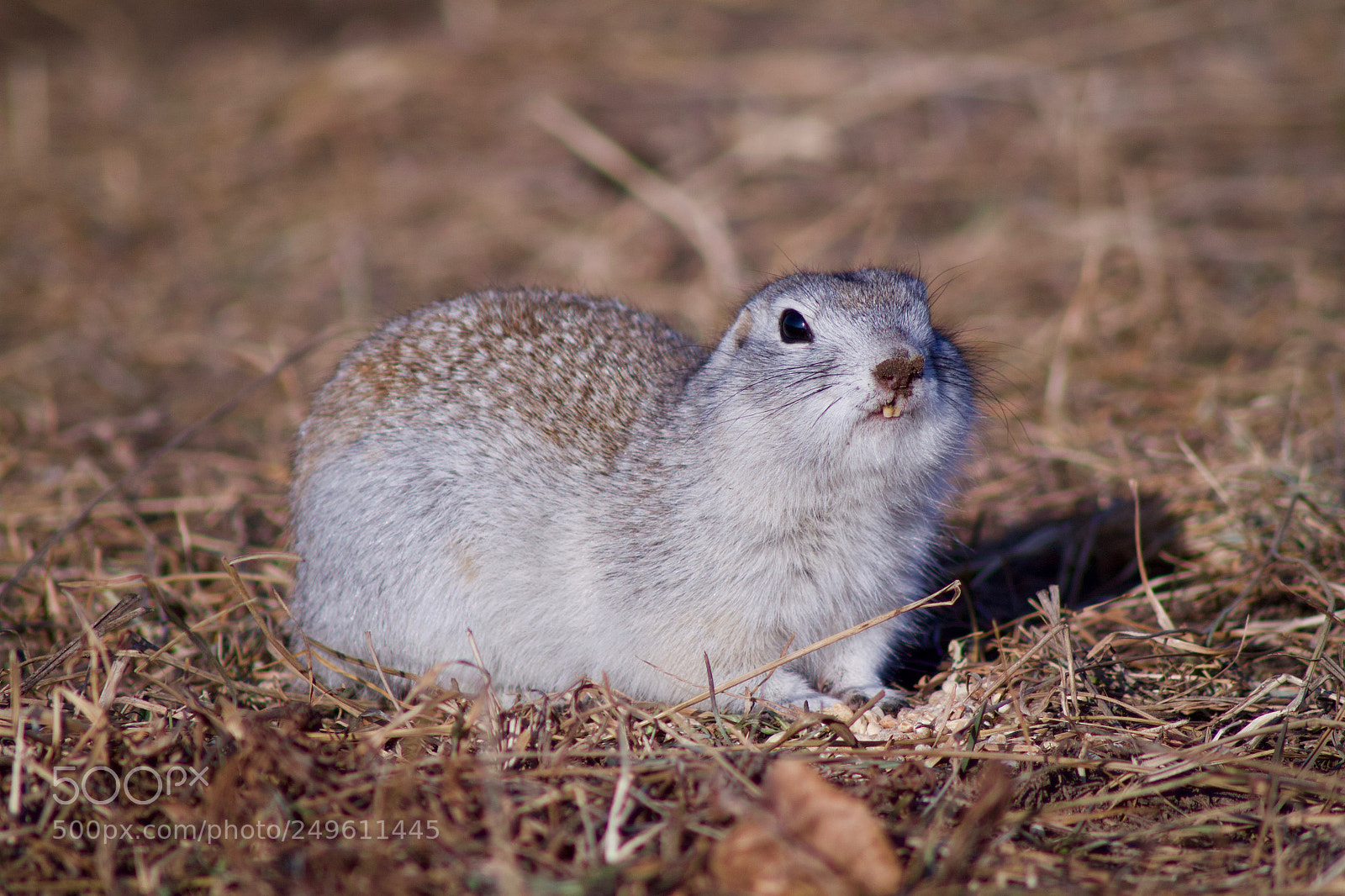 Canon EOS 500D (EOS Rebel T1i / EOS Kiss X3) sample photo. Ground squirrel photography