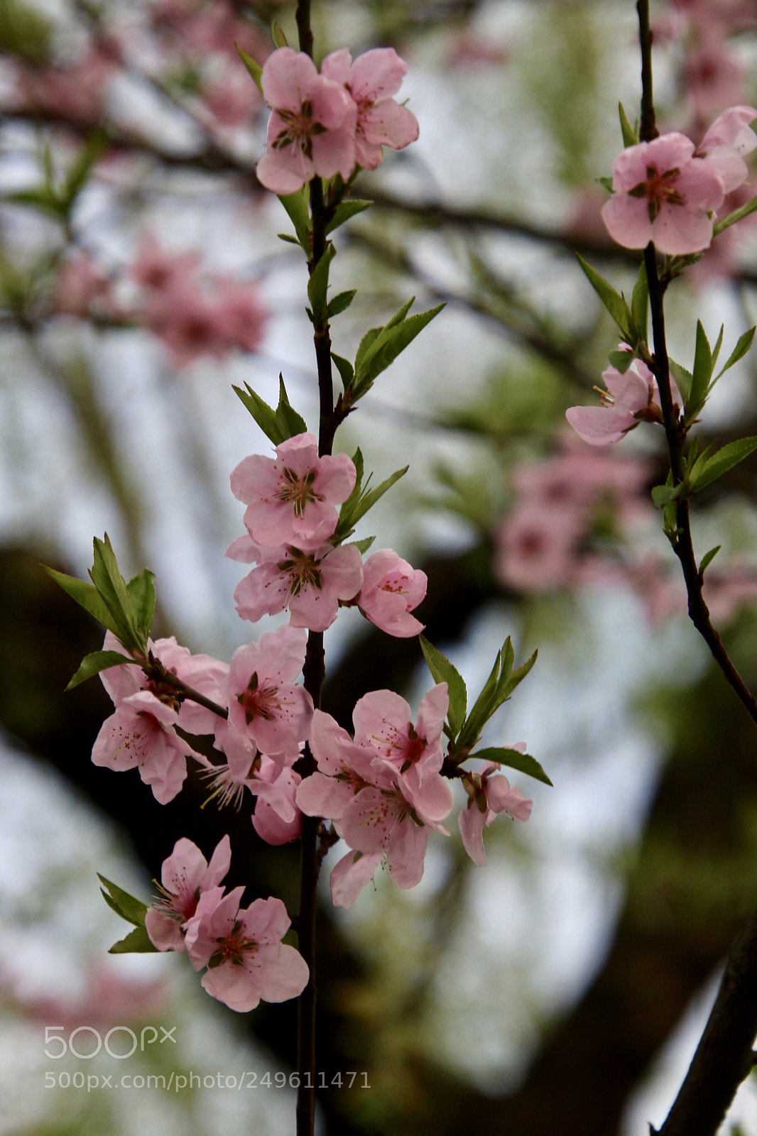 Canon EOS 100D (EOS Rebel SL1 / EOS Kiss X7) sample photo. 西湖桃树开花了 photography