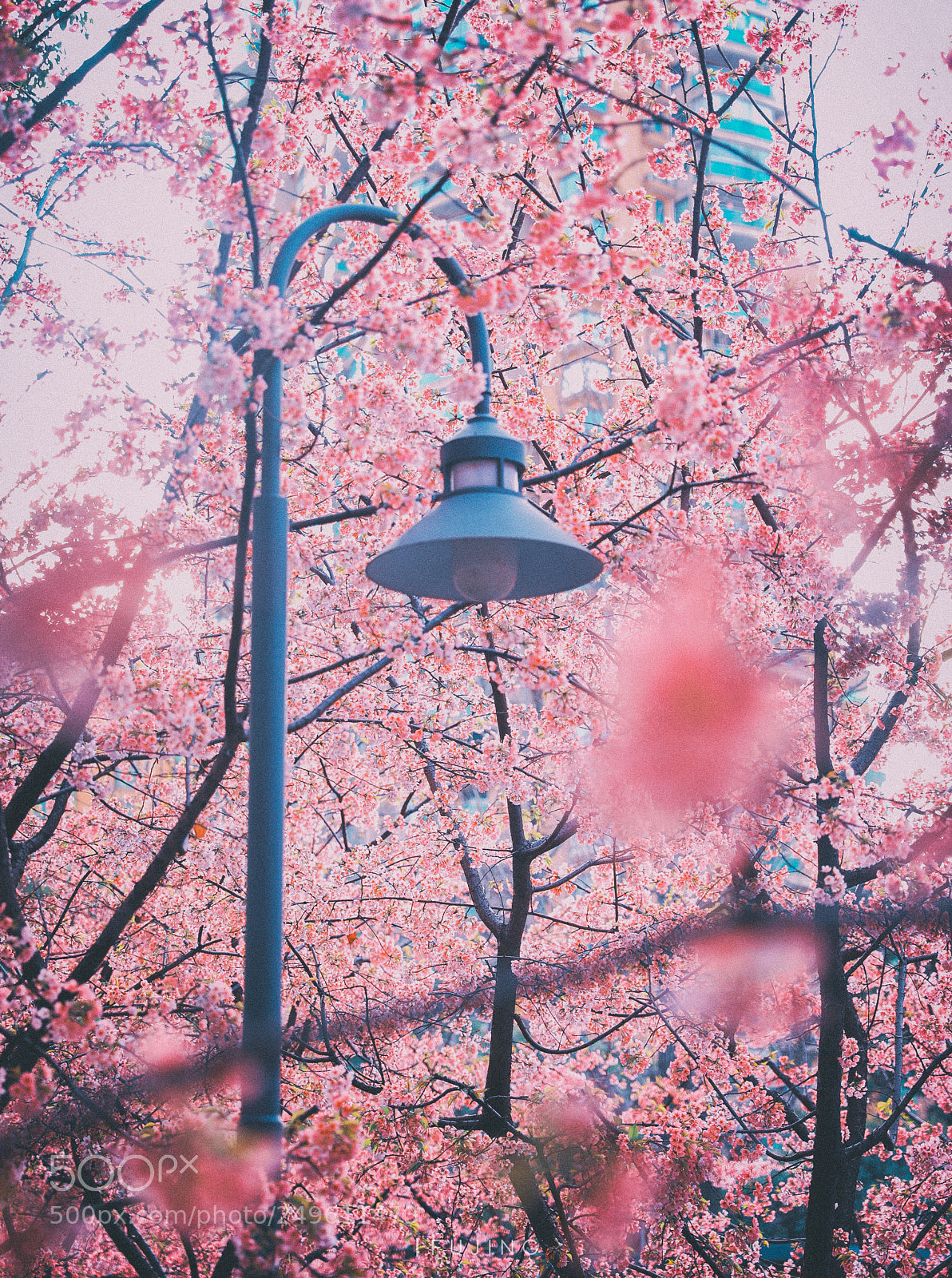 Canon EOS 5D Mark IV sample photo. Untitled photography