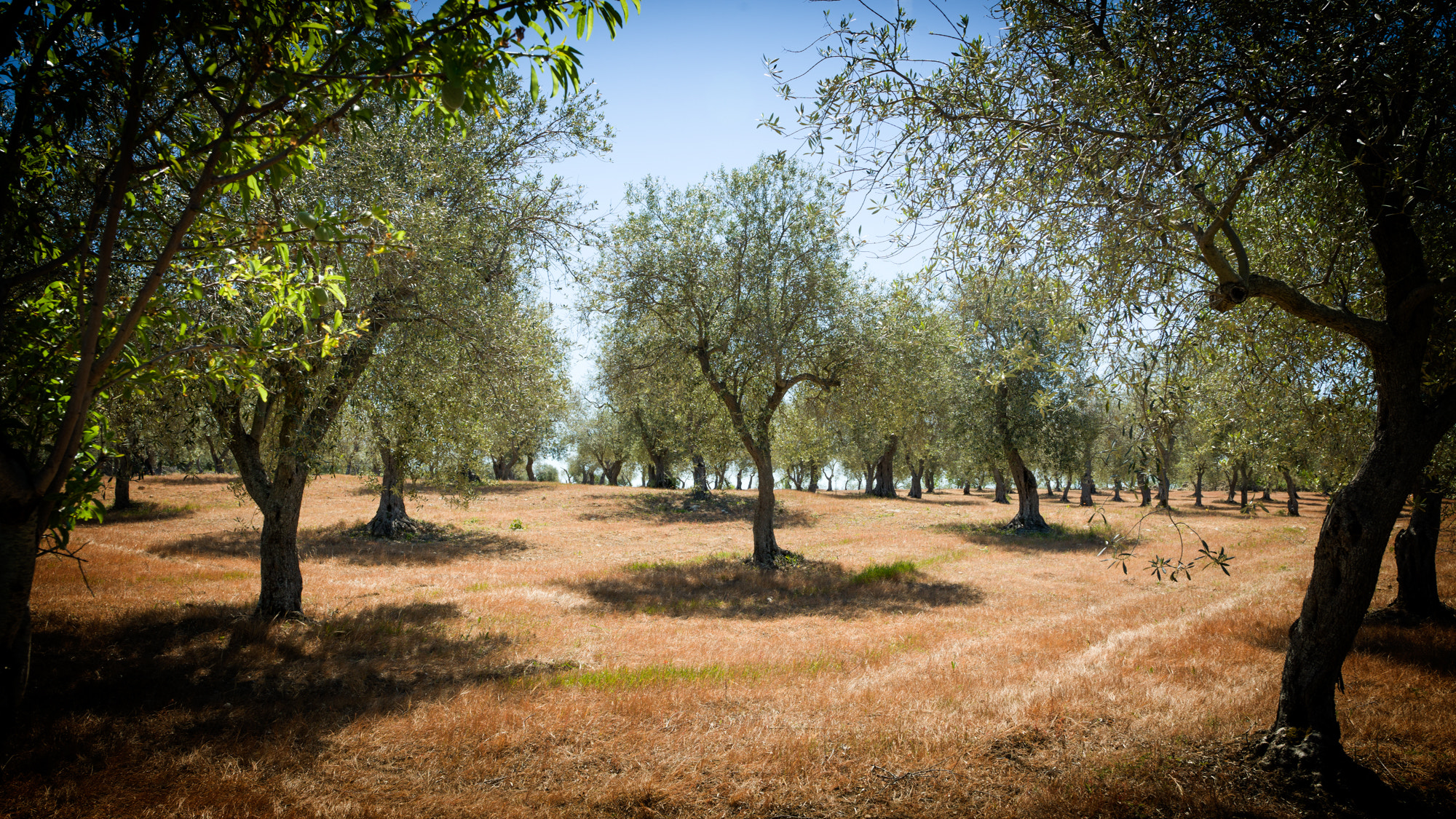 Hasselblad H4D sample photo. Olive trees photography
